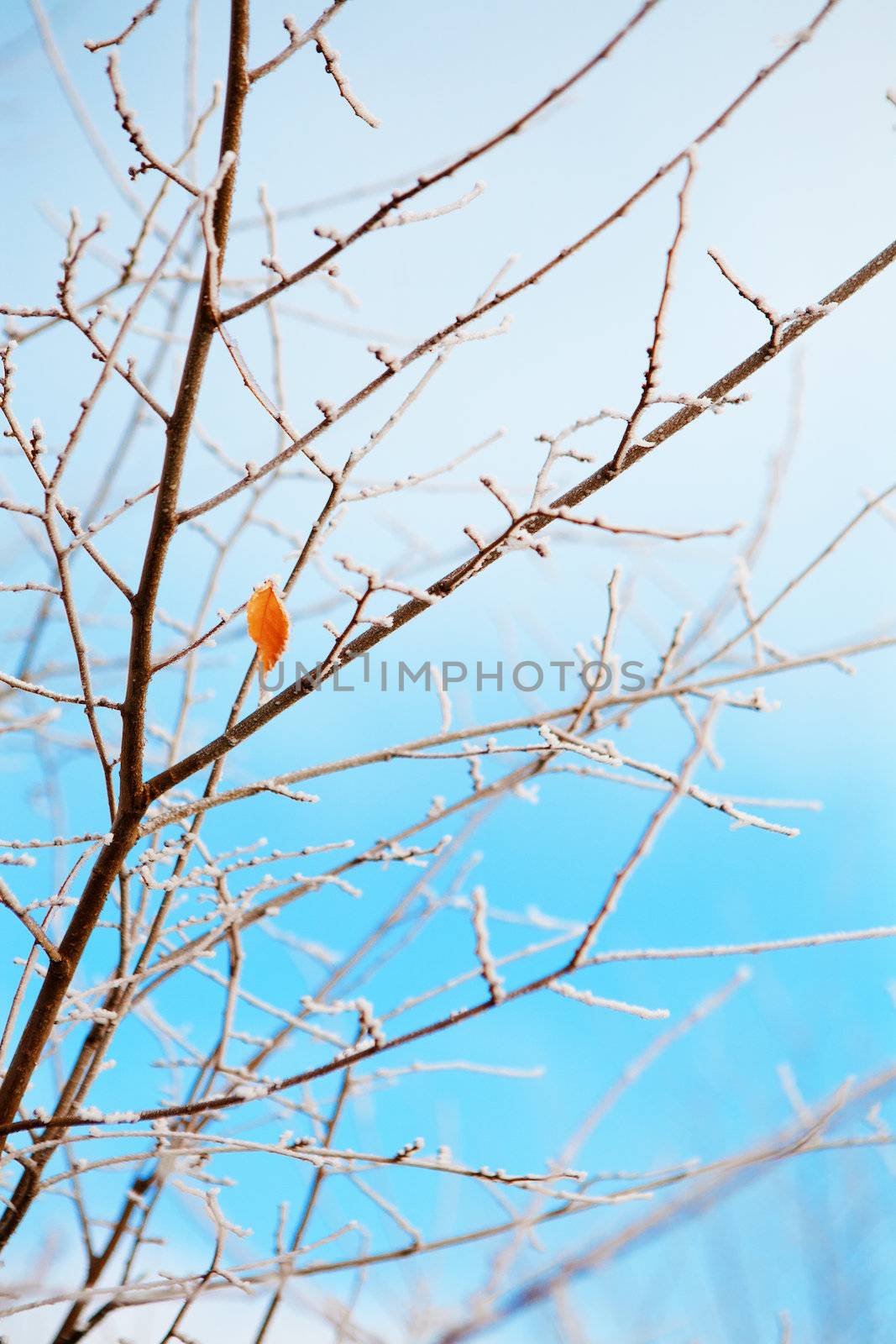 frozen branches under the frost and sky