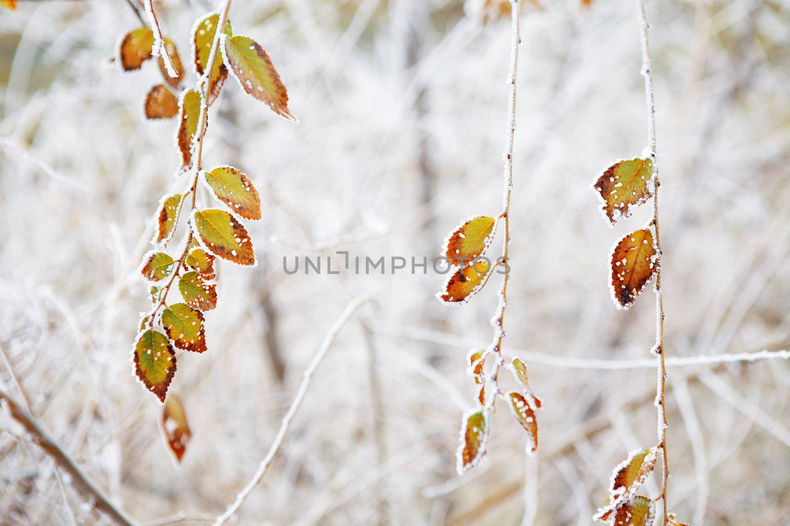 frozen leaves on the branch under the frost