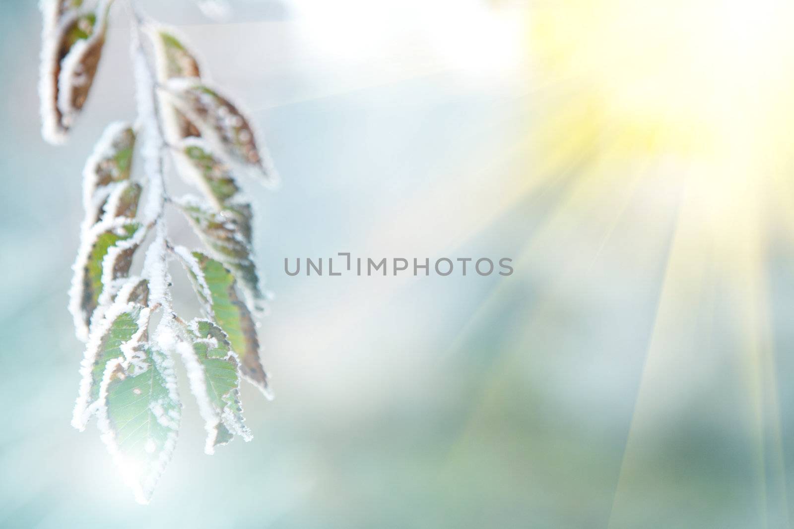 background of frozen leaves on the branch under the frost and sun