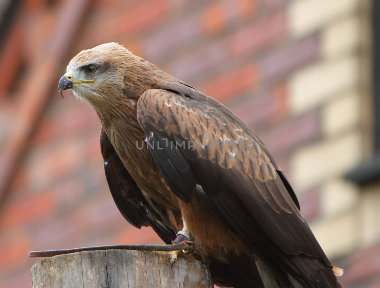 Black kite