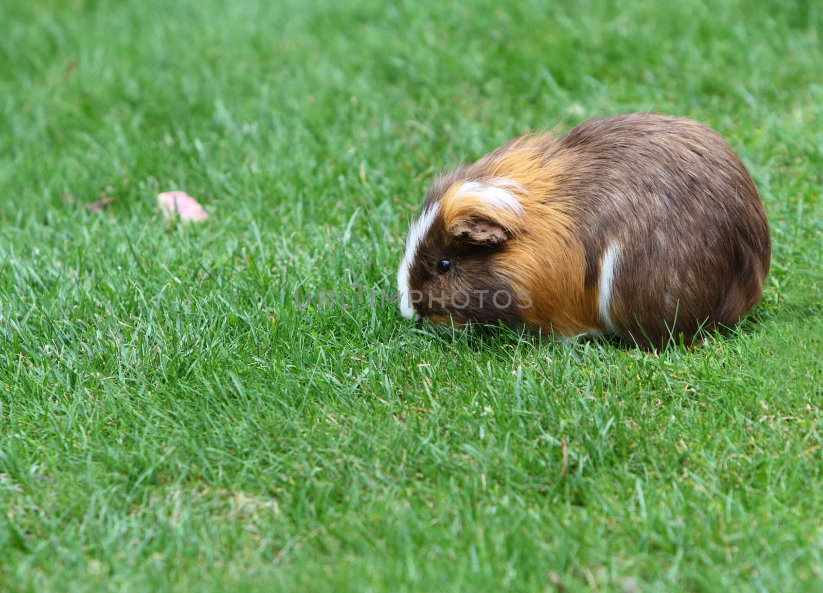 Guinea pig