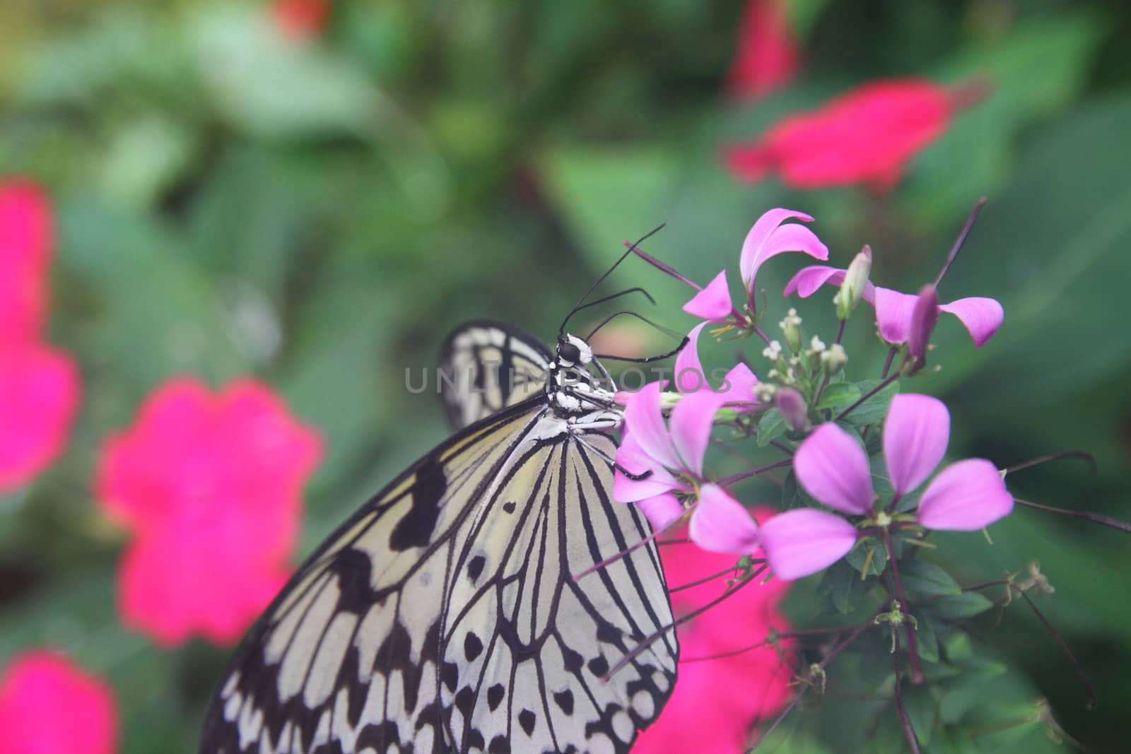 Tree nymph or paper butterfly