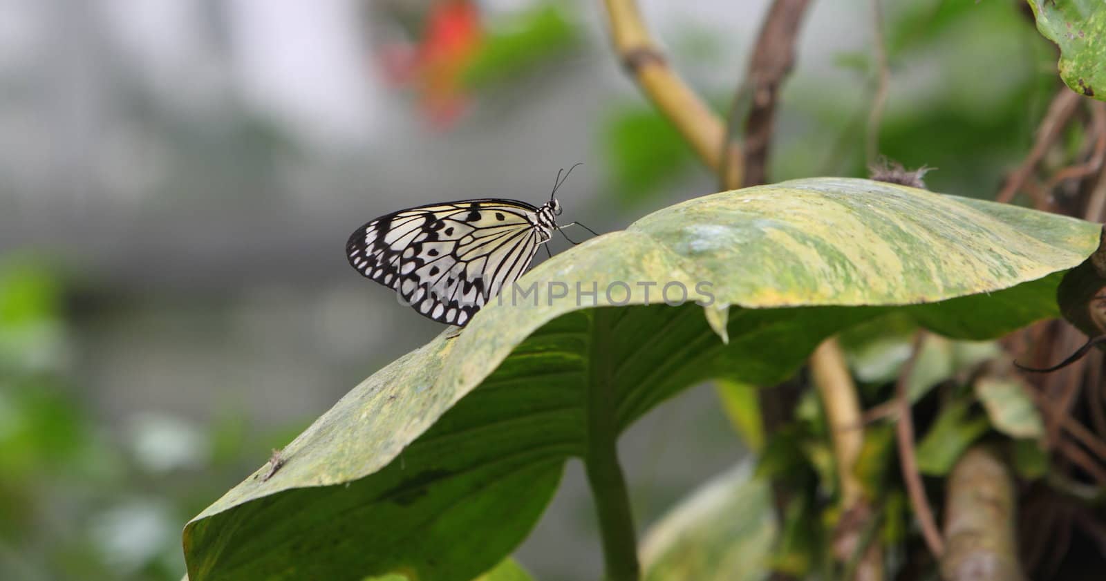 Tree nymph or paper butterfly