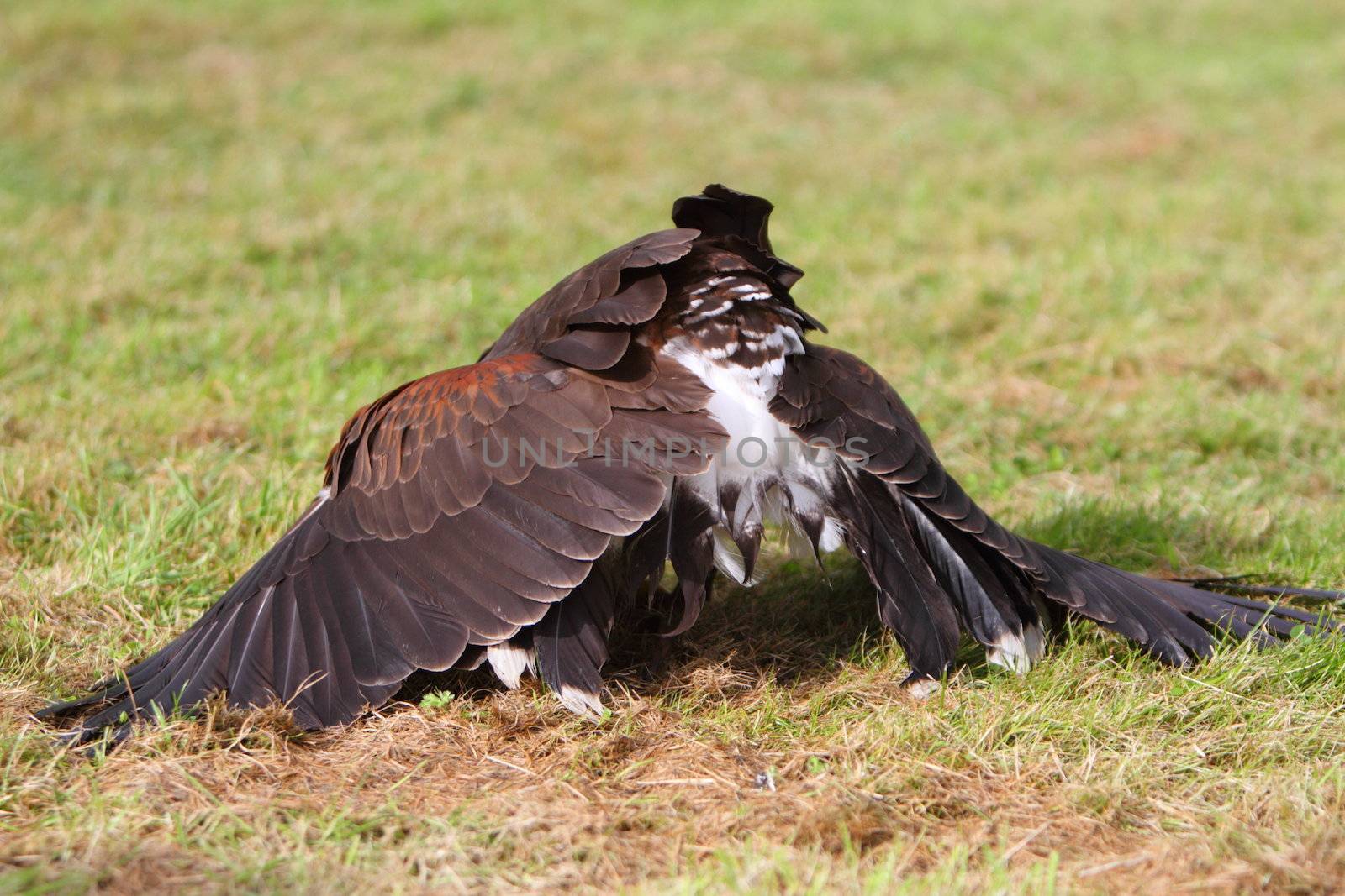 Bay winged hawk or Harris's Hawk