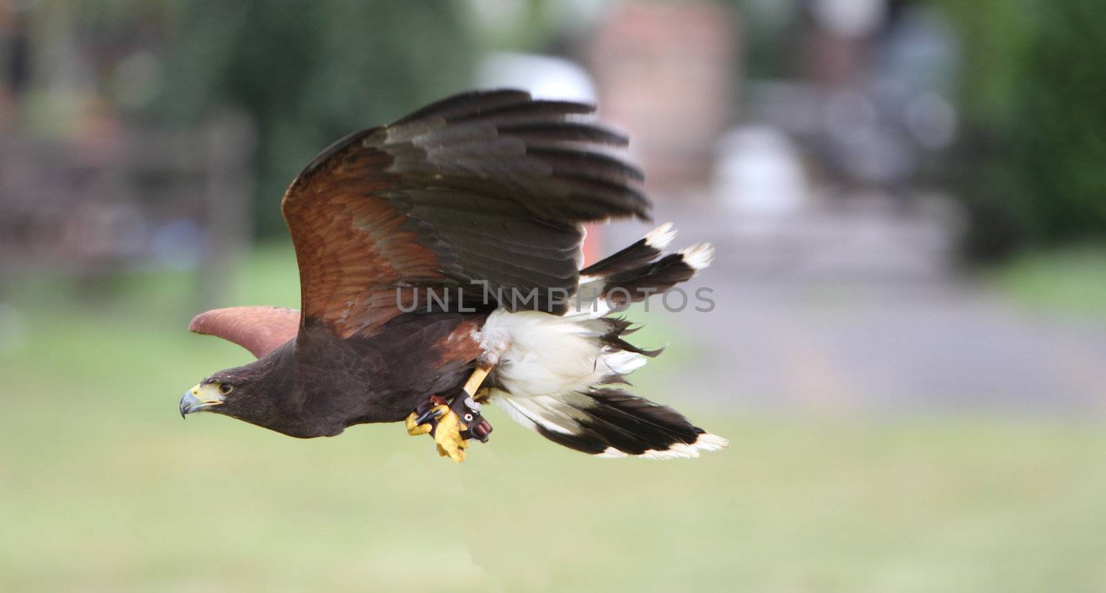 Bay winged hawk or Harris's Hawk