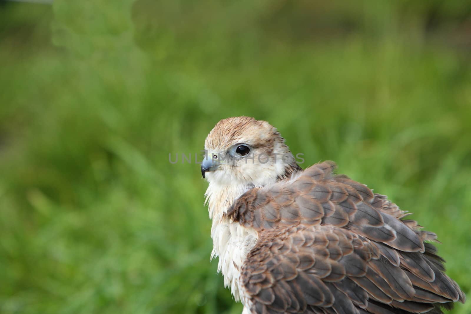 Saker falcon