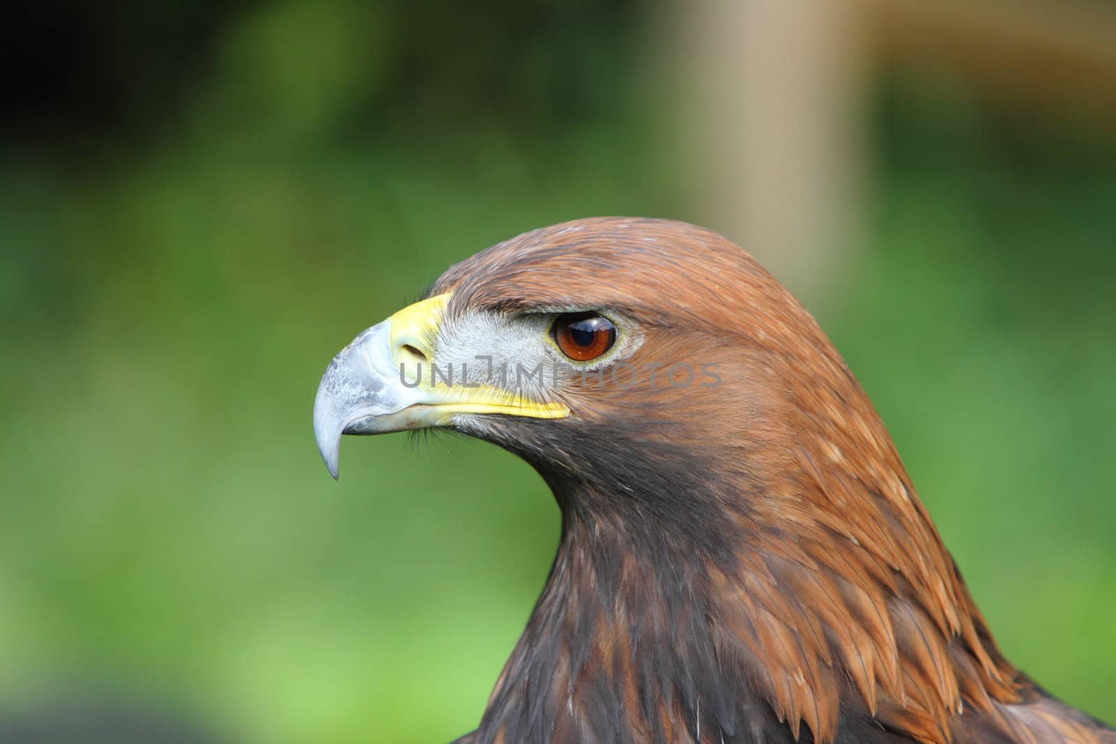 Golden Eagle