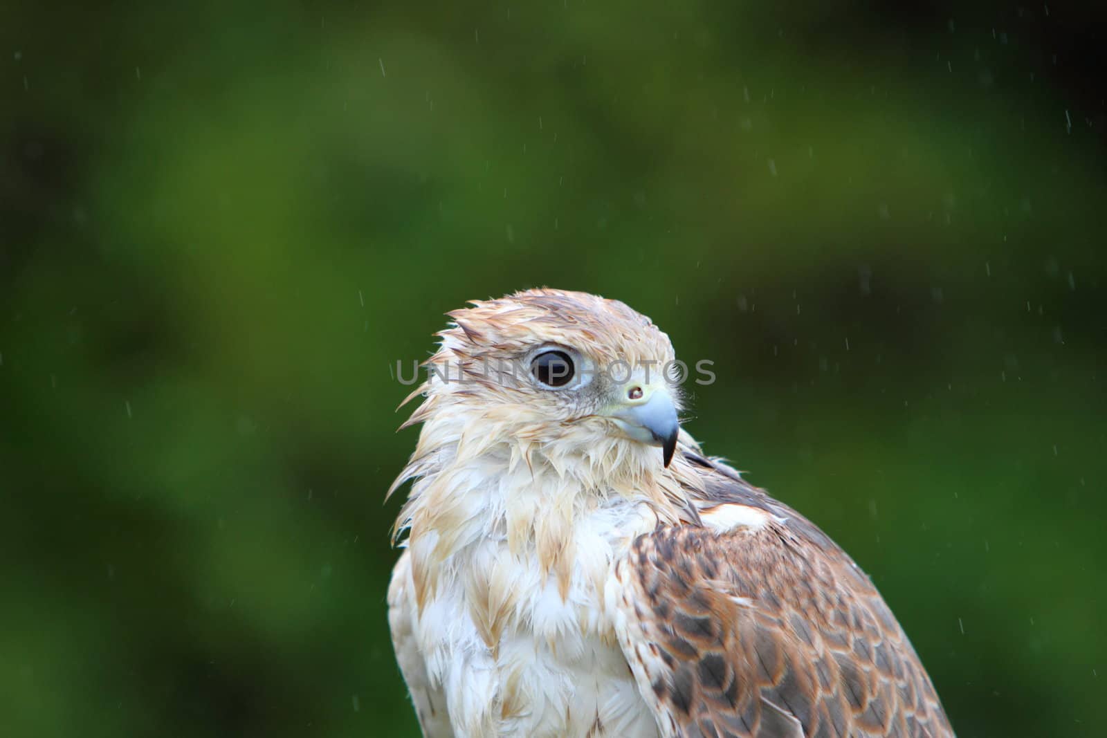 A wet Saker falcon