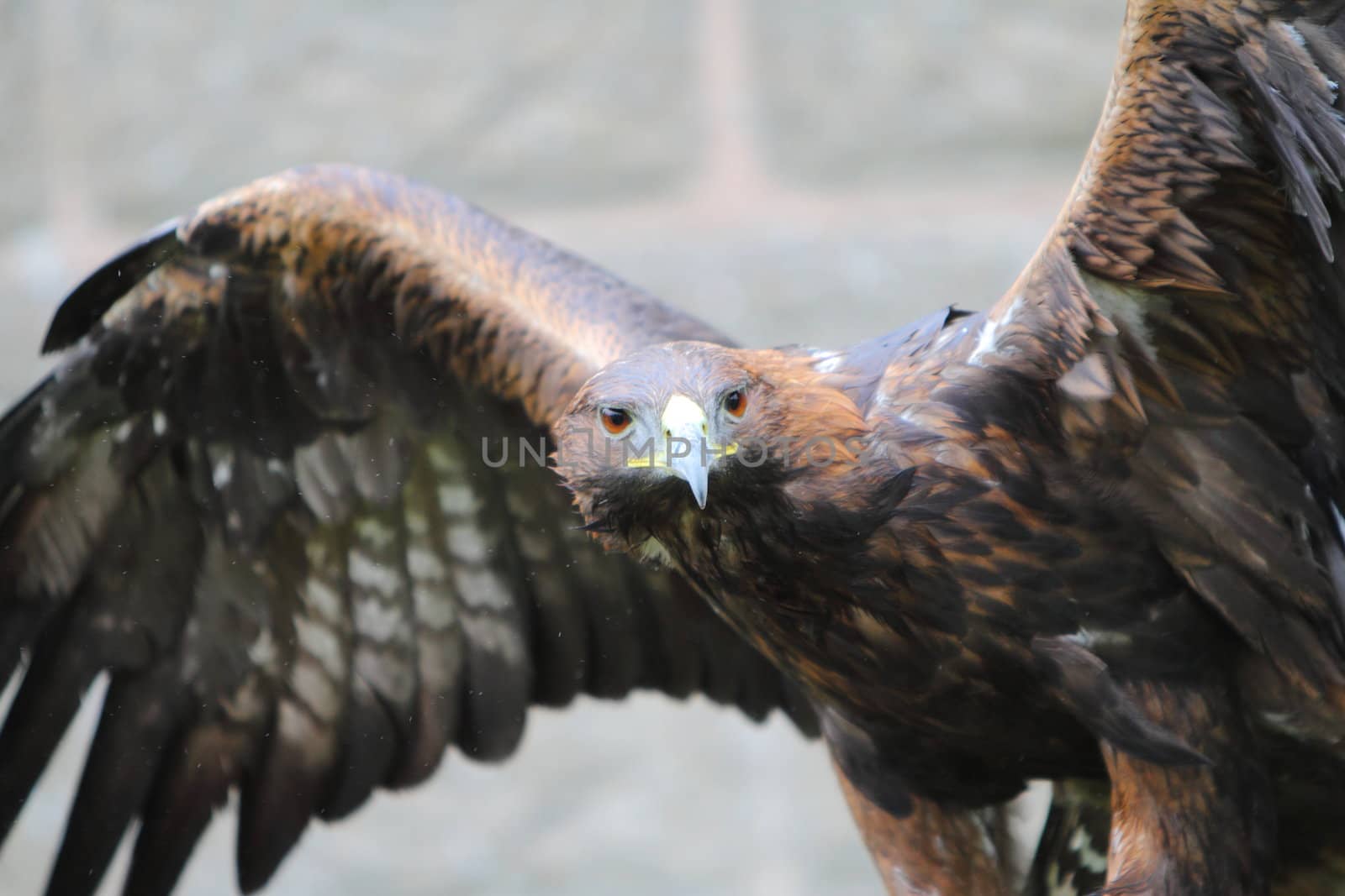 Golden eagle with open wings