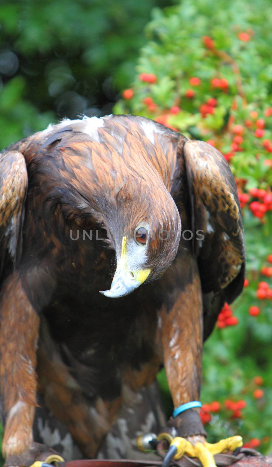 Golden eagle looking curious