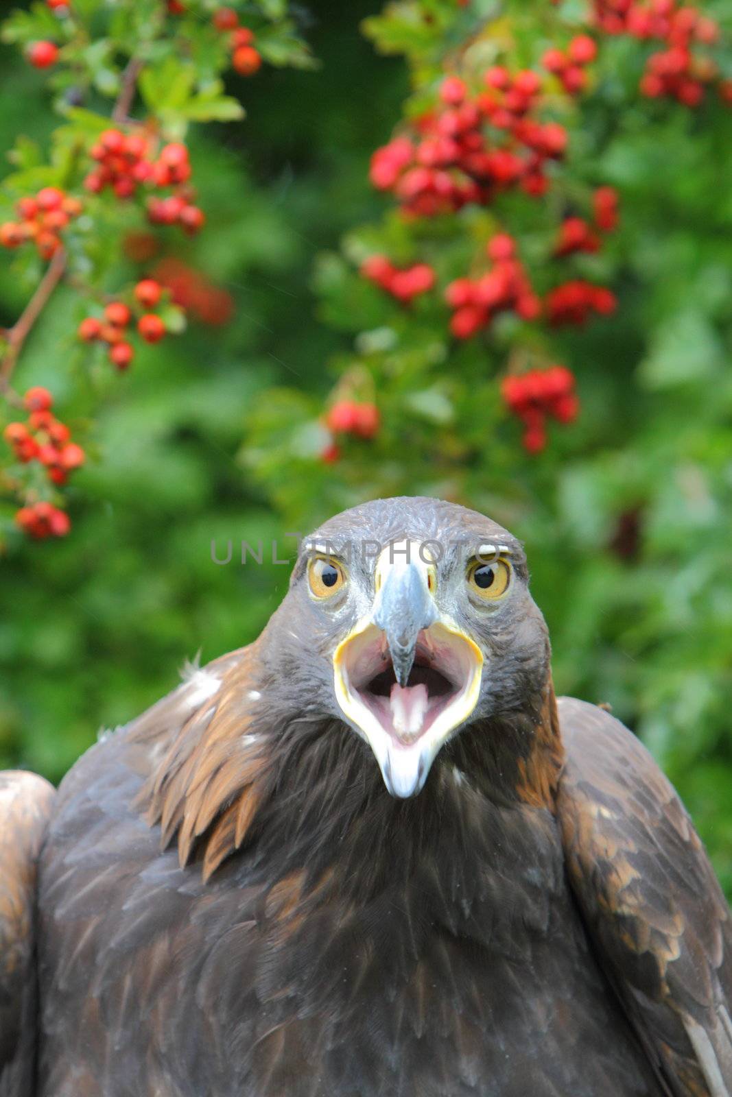 Golden eagle headshot