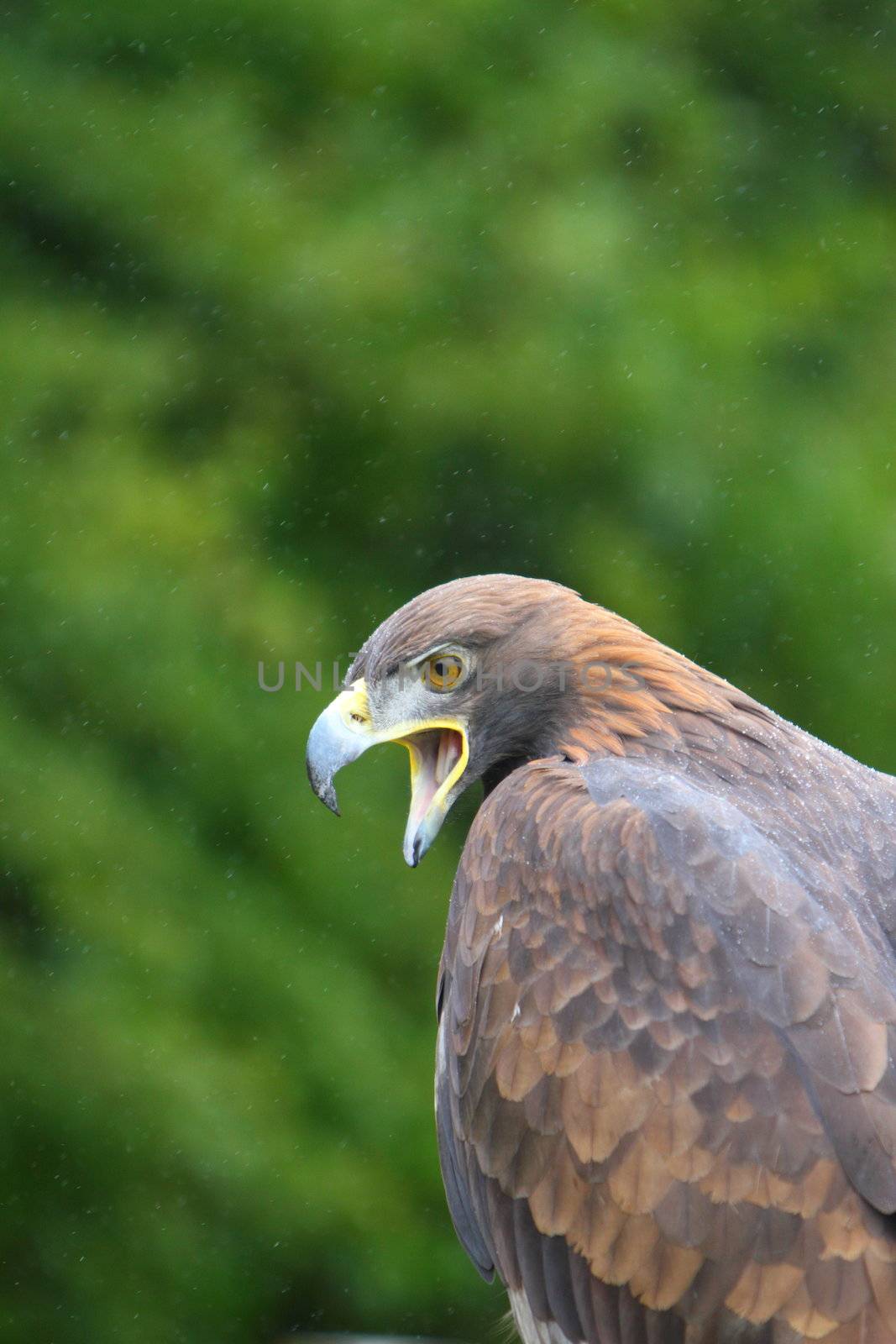 golden eagle