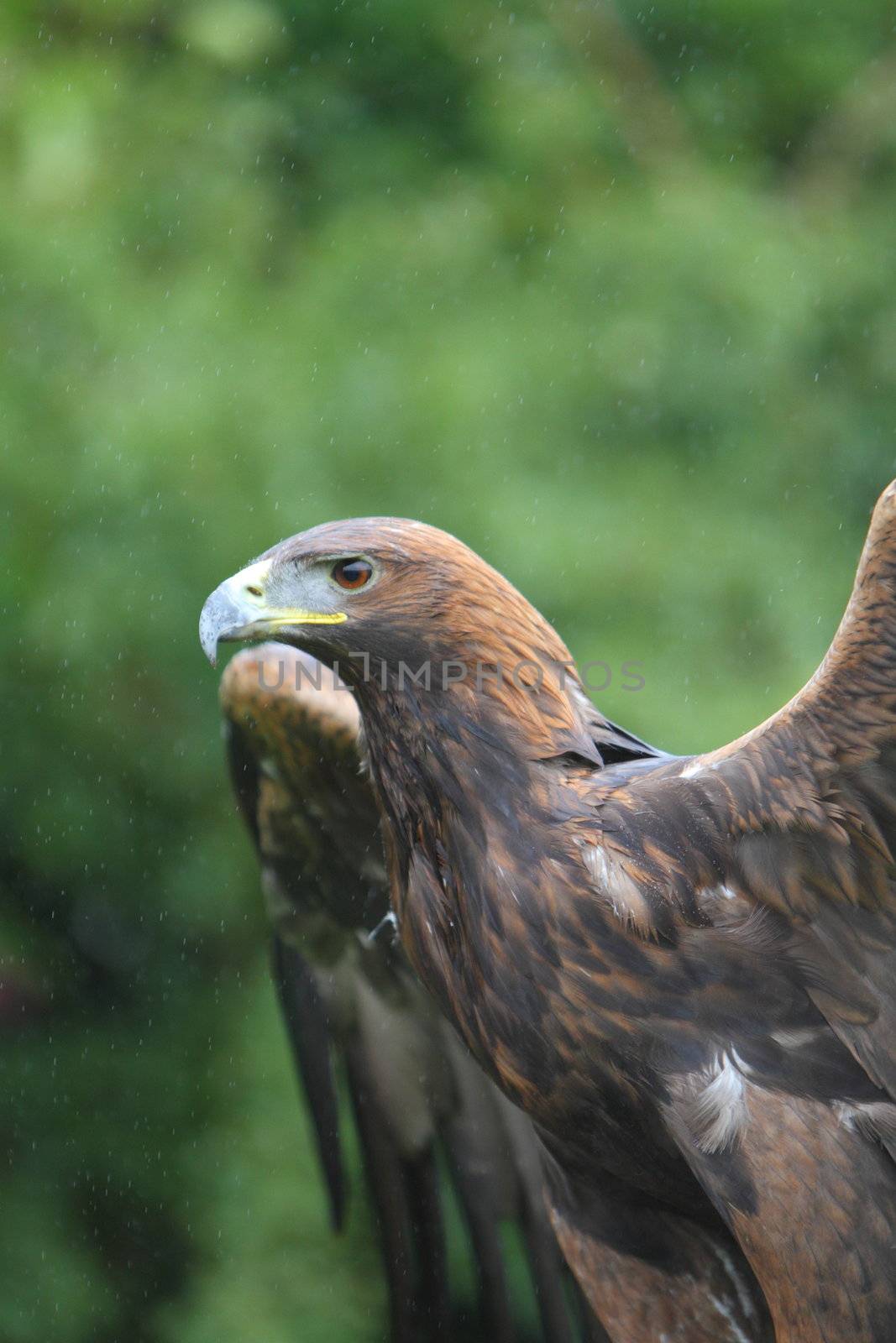 golden eagle