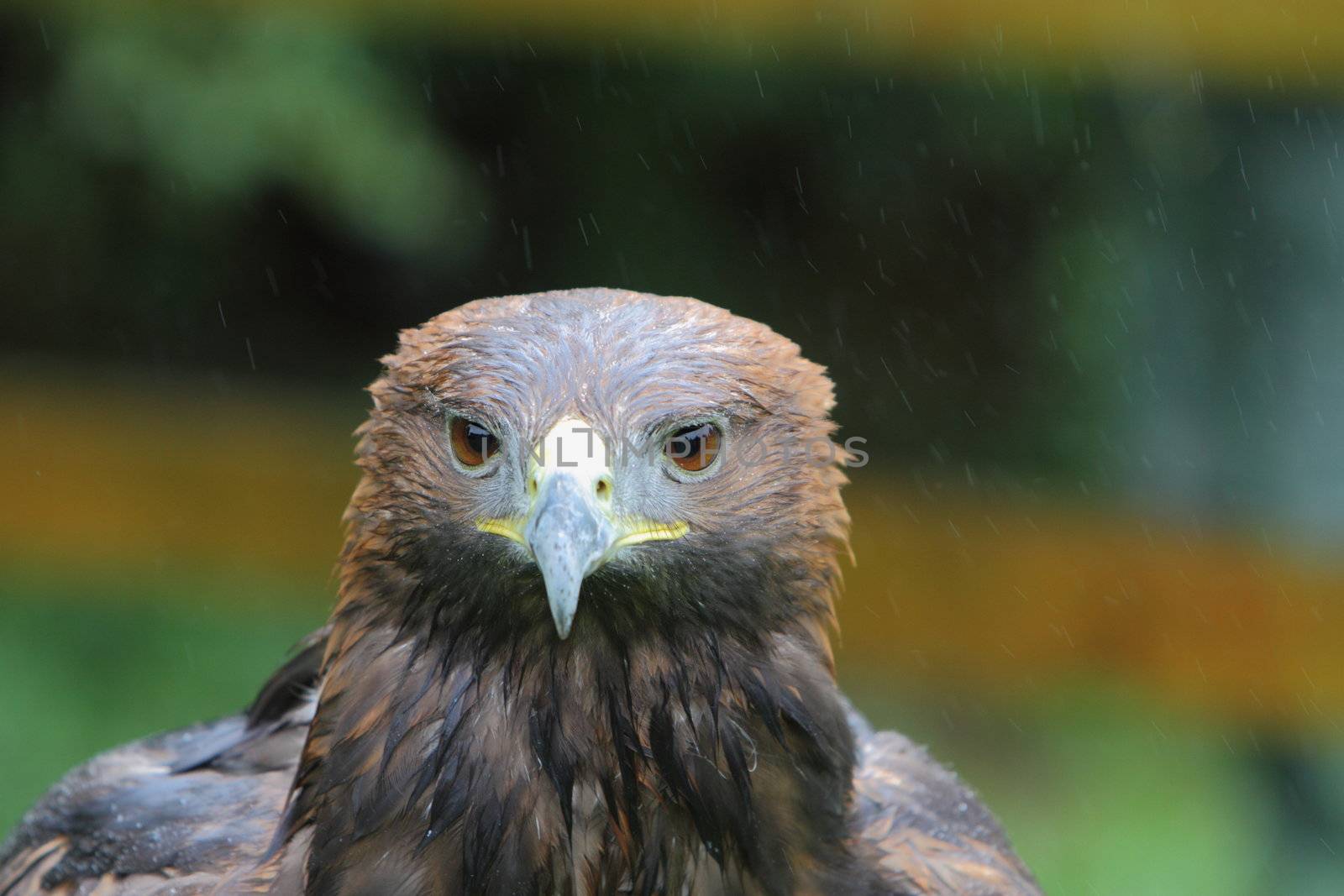 golden eagle headshot