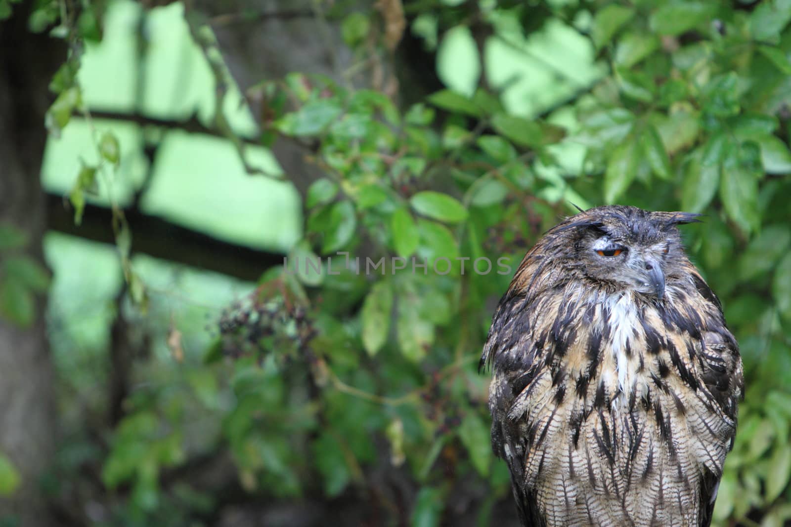 European Eagle Owl