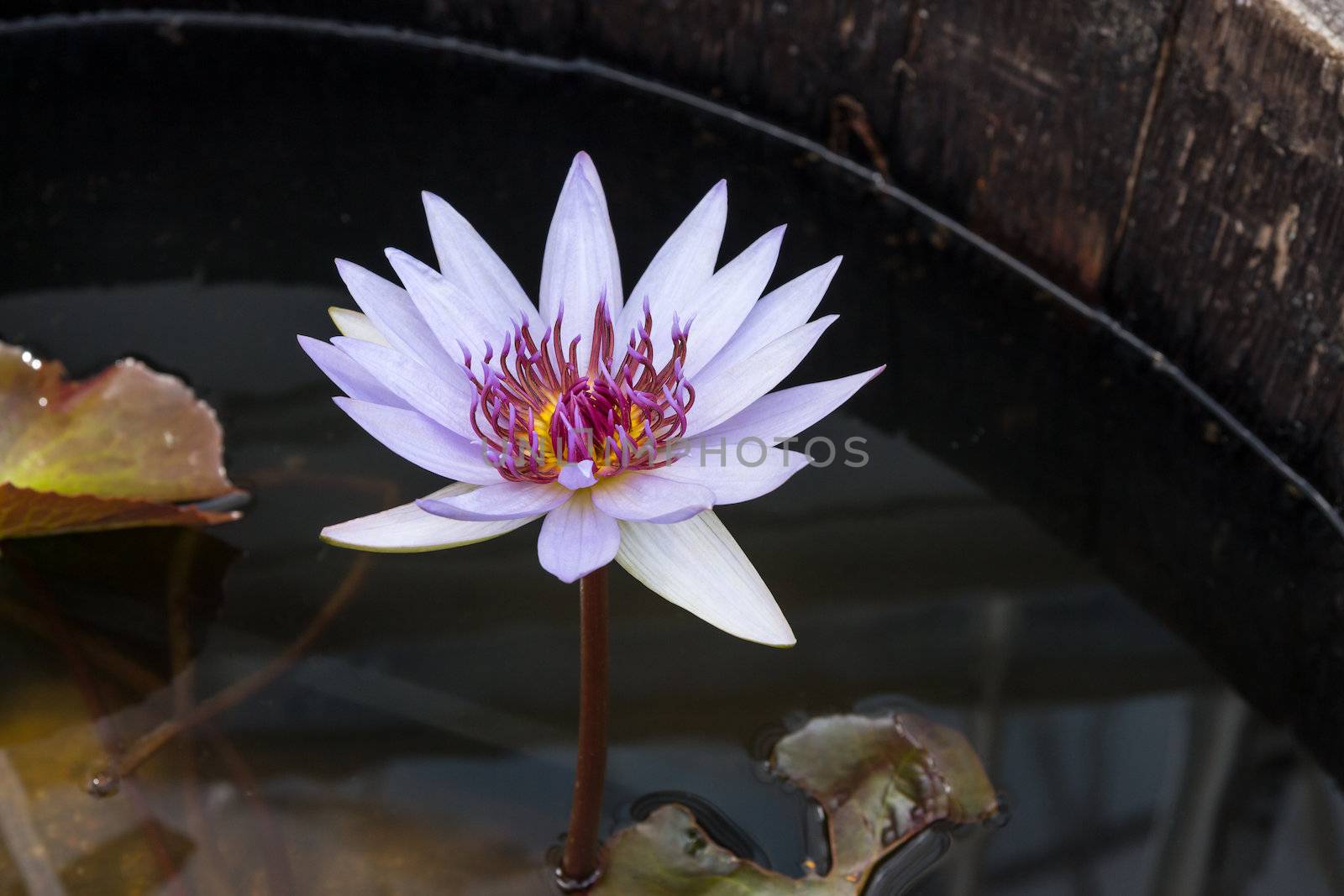 Purple lotus in dark water, growing in a wooden barrel.