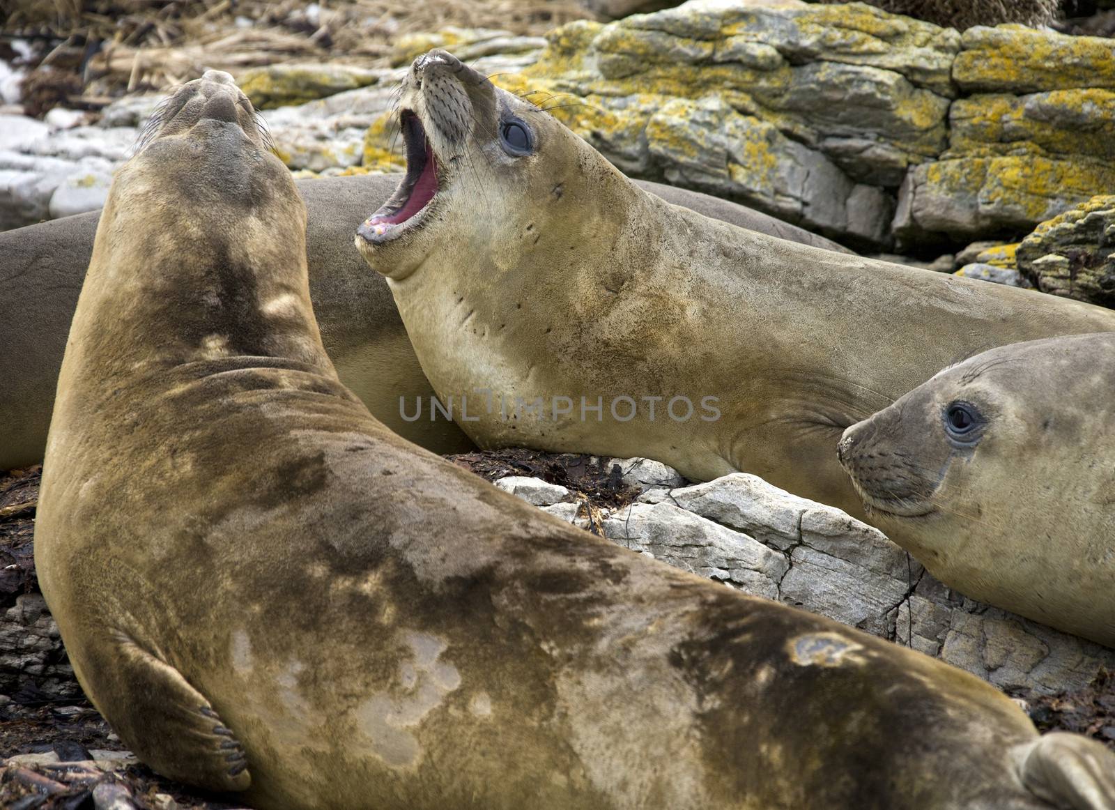 Elephant Seal (Mirounga angustirostris) on Carcass Island in the Falkland Islands