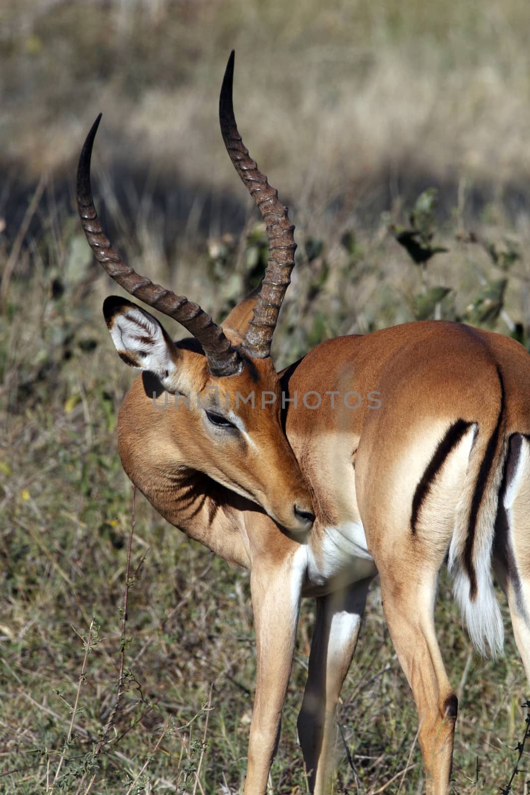 Young male Impala (Aepyceros melampus melampus) showing the Flehman Responce - curling of the top lip and showing teeth after tasting the urine of a female to see if she is ready to mate. Chobe National Park in Botswana in southern Africa.