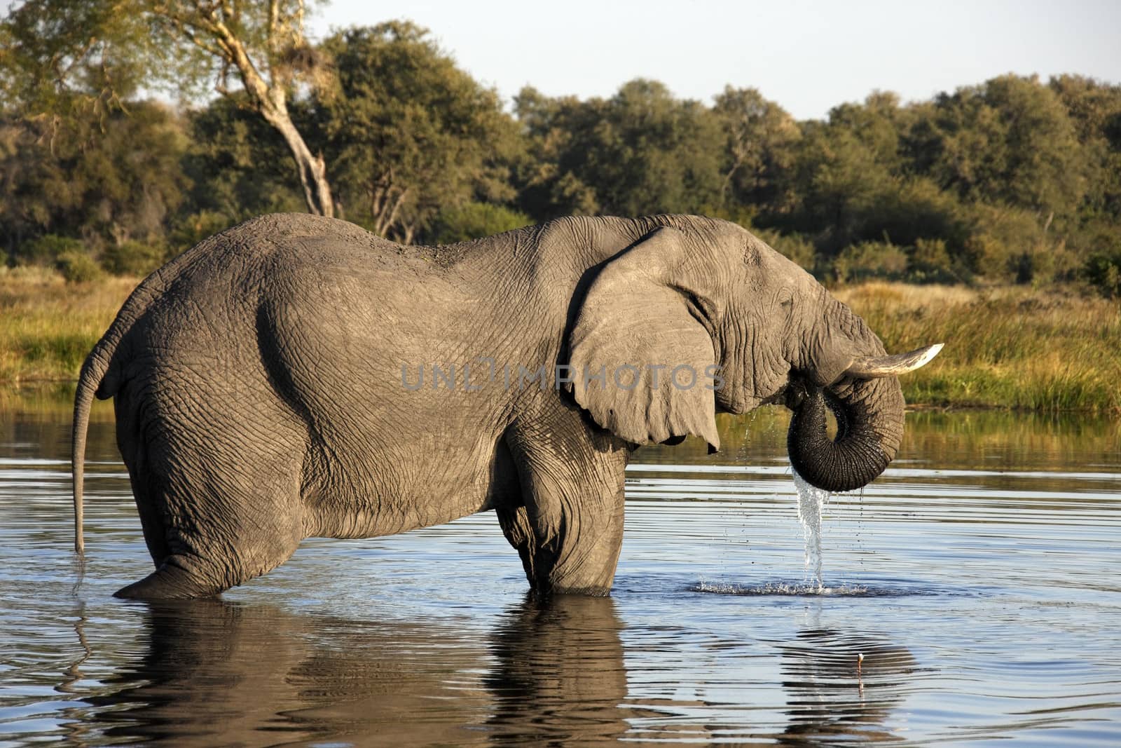 African Elephant (Loxodonta africana) in a waterhole in the Savuti area of Botswana