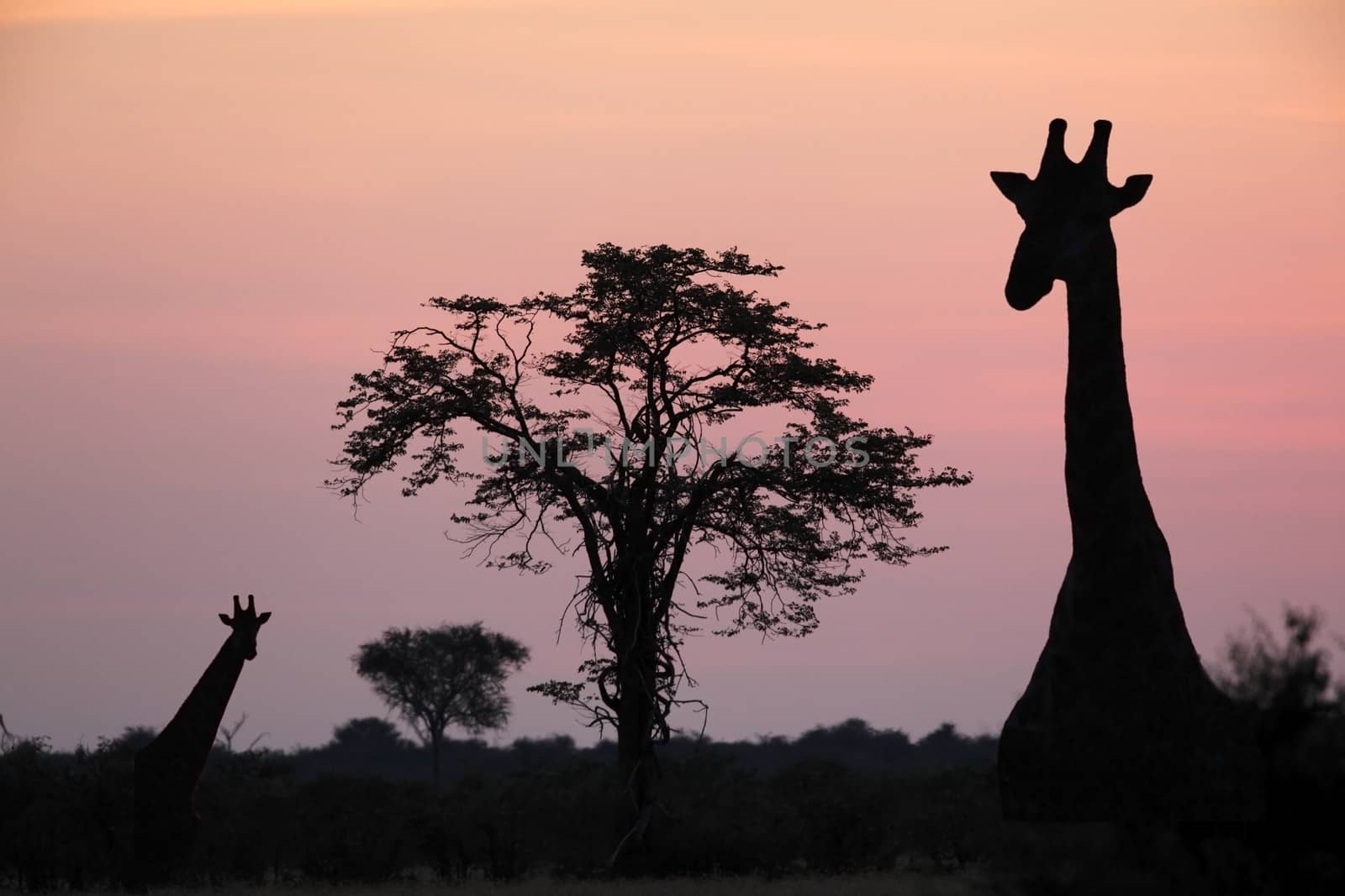 Giraffe (Giraffa camelopardlis) at dusk in the Savuti area of Botswana
