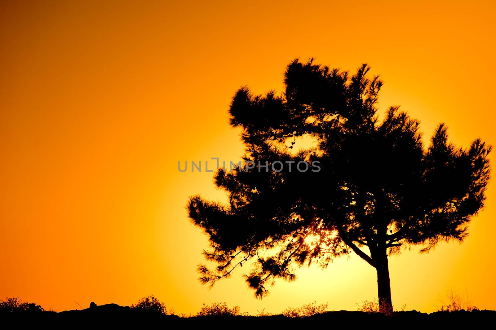 Single tree silhouette against sunrise