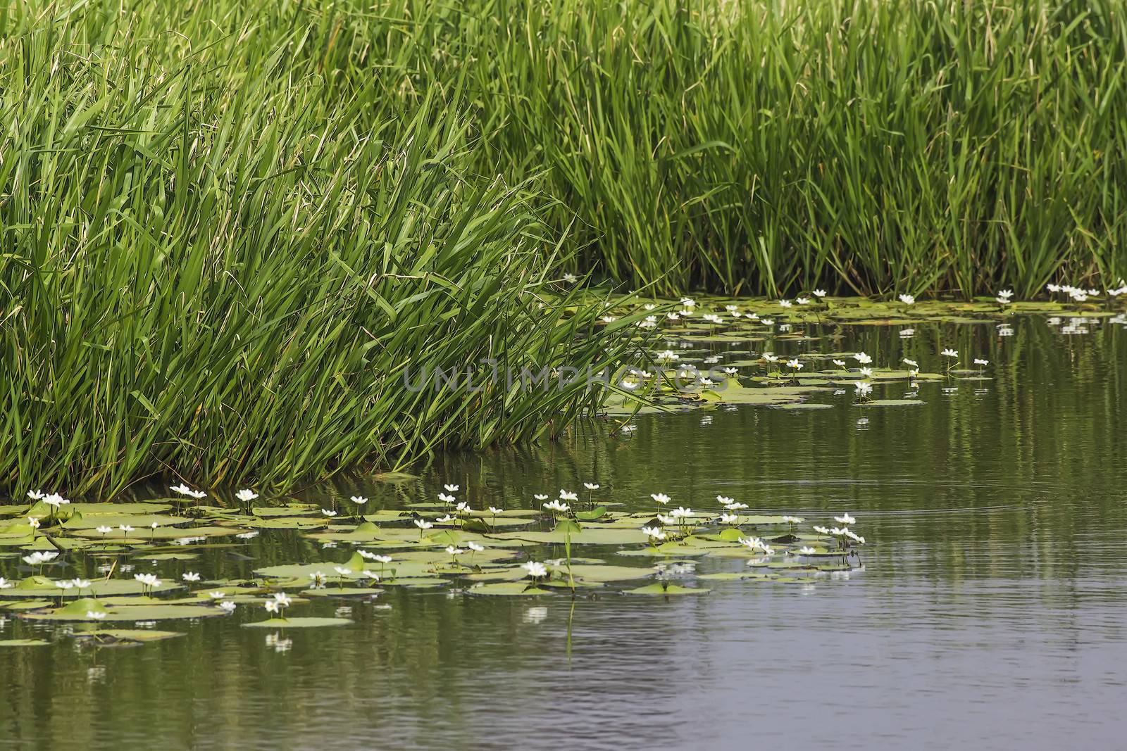 Paddy wetland landscape pictures by xfdly5