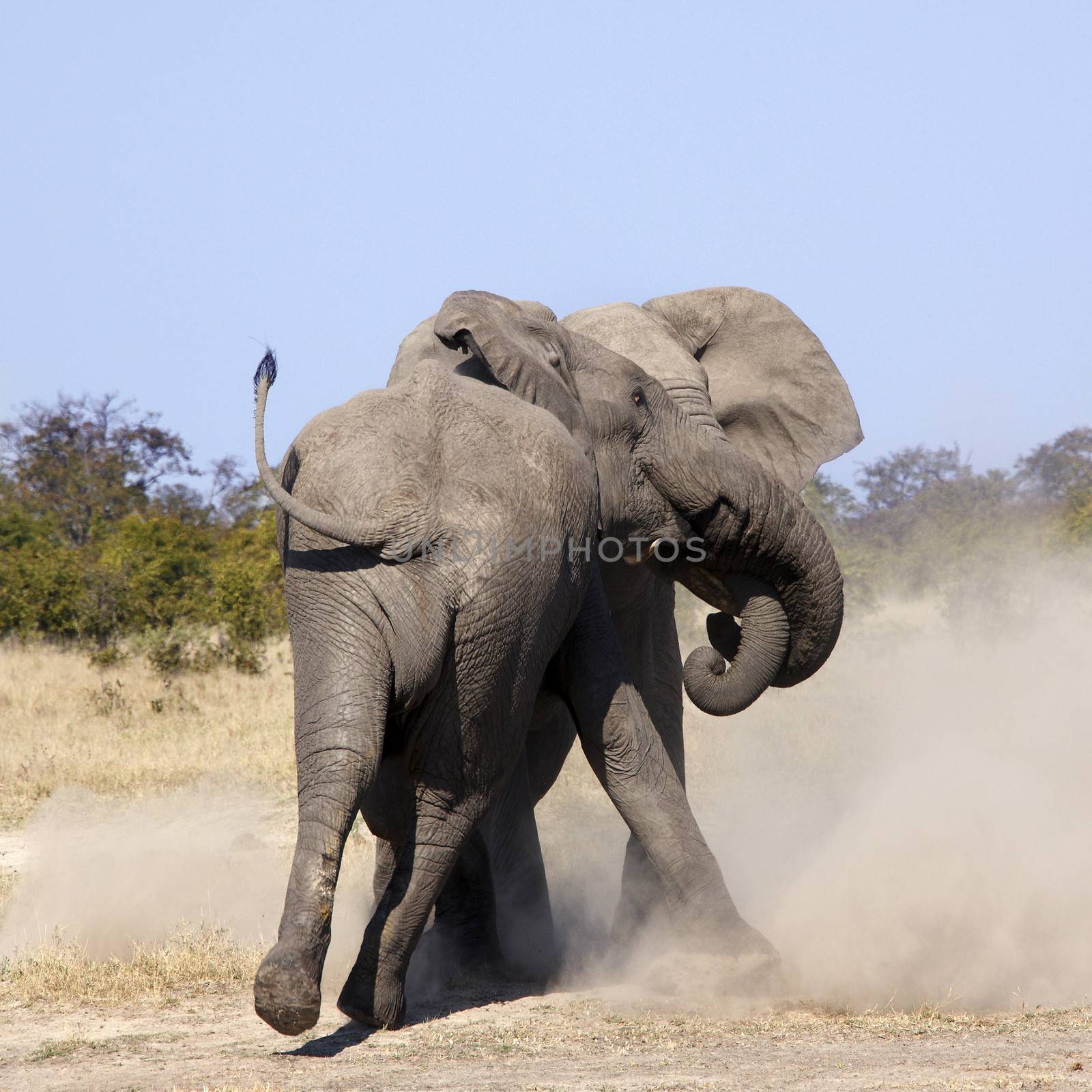 Two Elephants (Loxodonta africana) fighting in the Savuti region of Botswana in Southern Africa