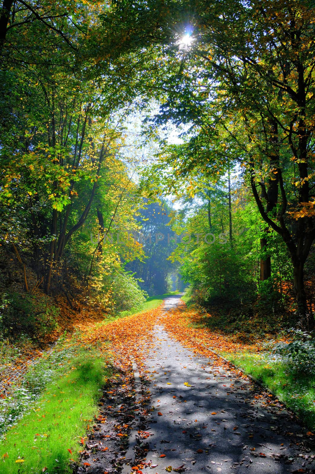 Misterious shady green alley with trees in the park in Fulda, He by Eagle2308