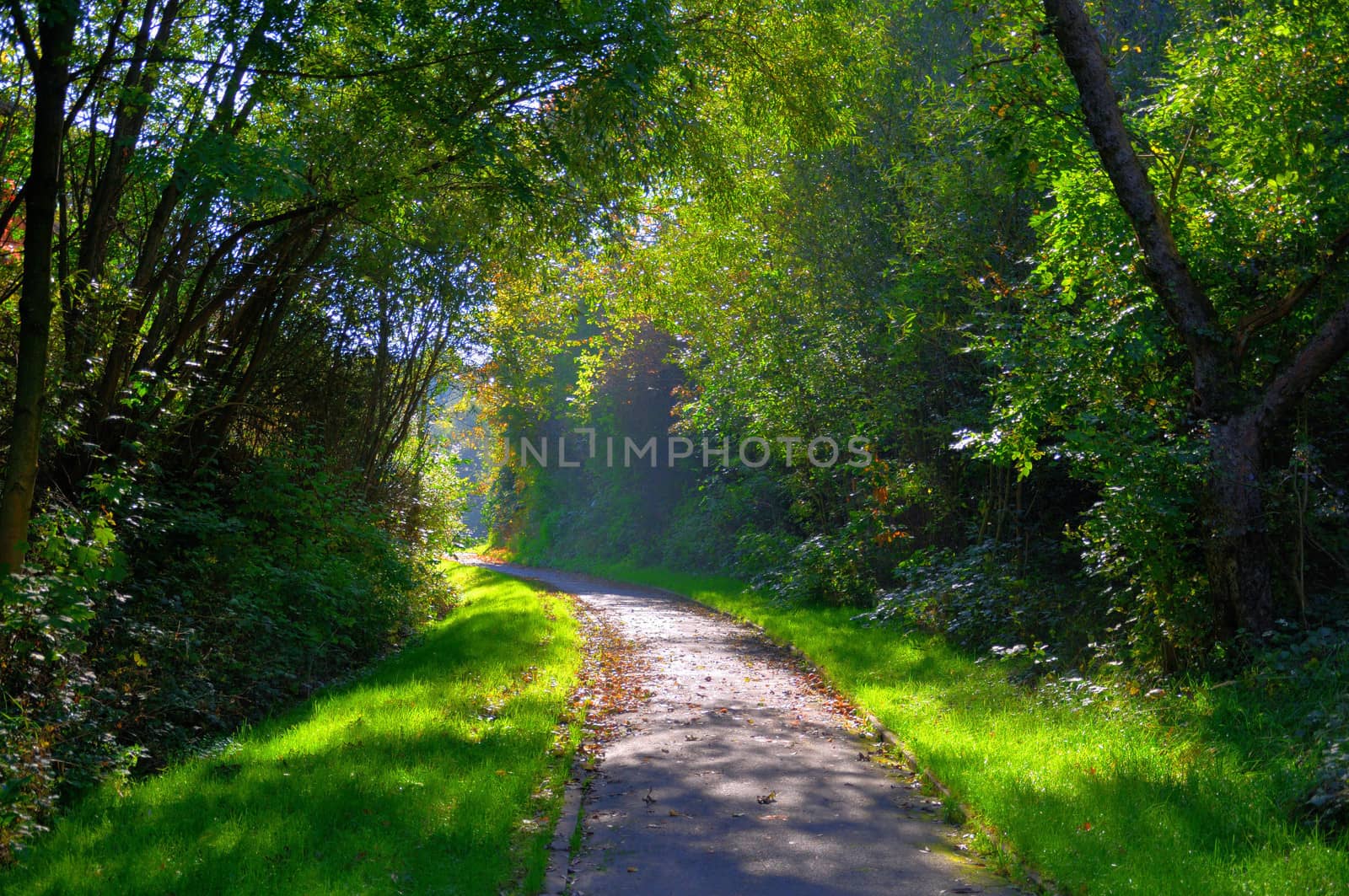 Misterious shady green alley with trees in the park in Fulda, Hessen, Germany