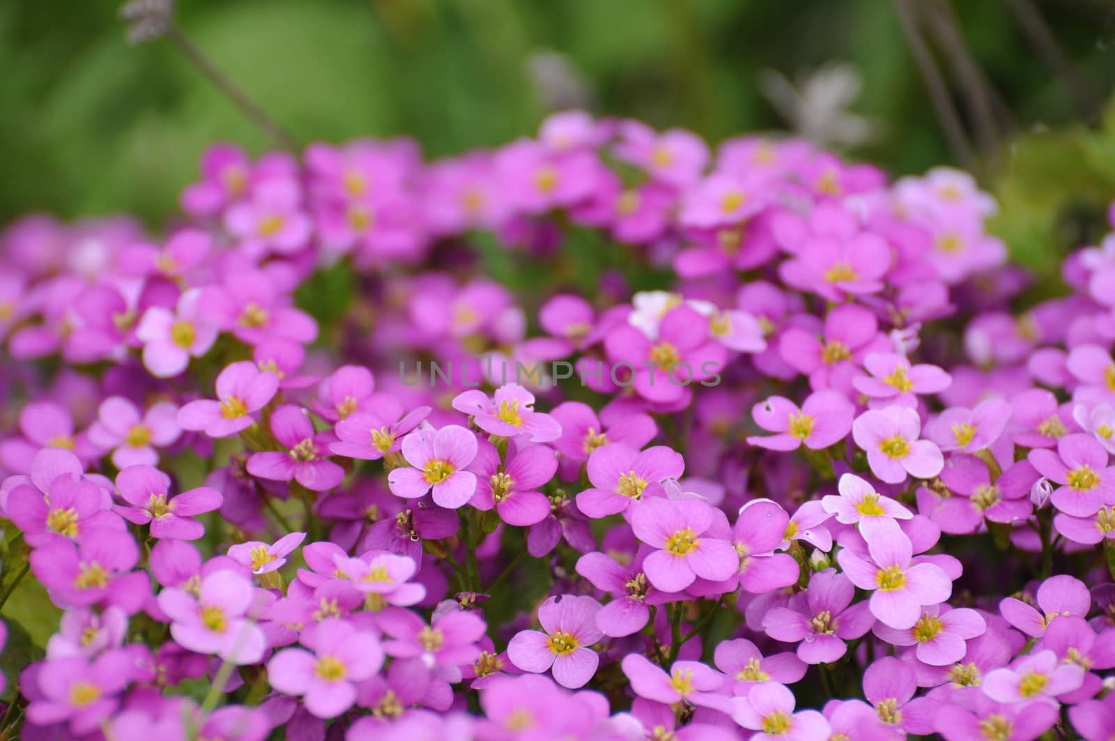 Spring violete flowers in Fulda, Hessen, Germany