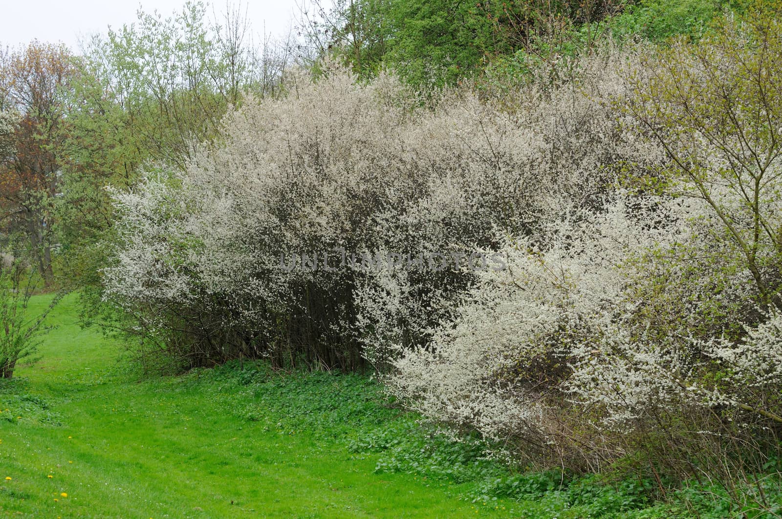 Blooming trees in the park in Fulda, Hessen, Germany