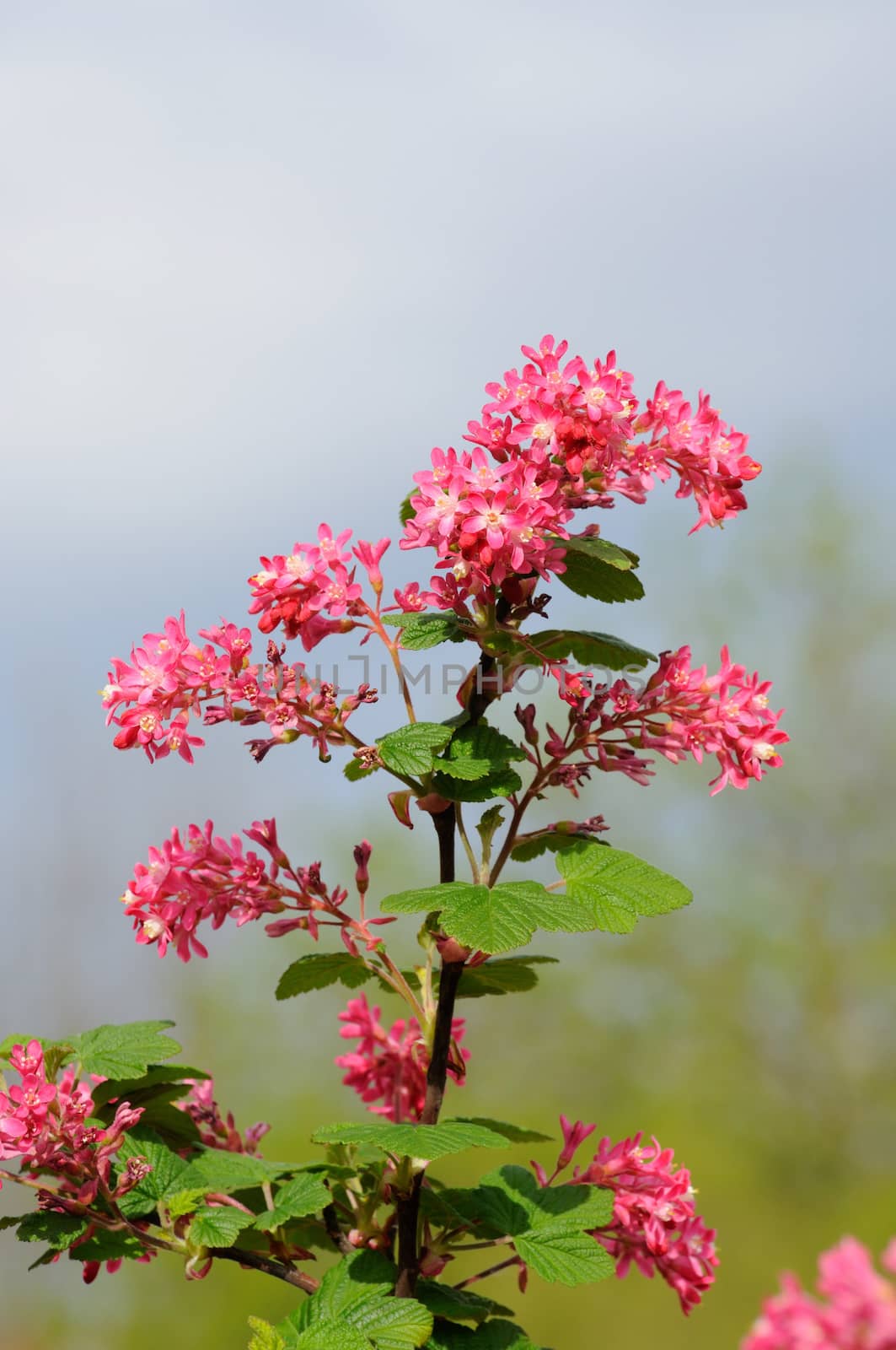 Tree branch with small pink flowers in Fulda, Hessen, Germany by Eagle2308