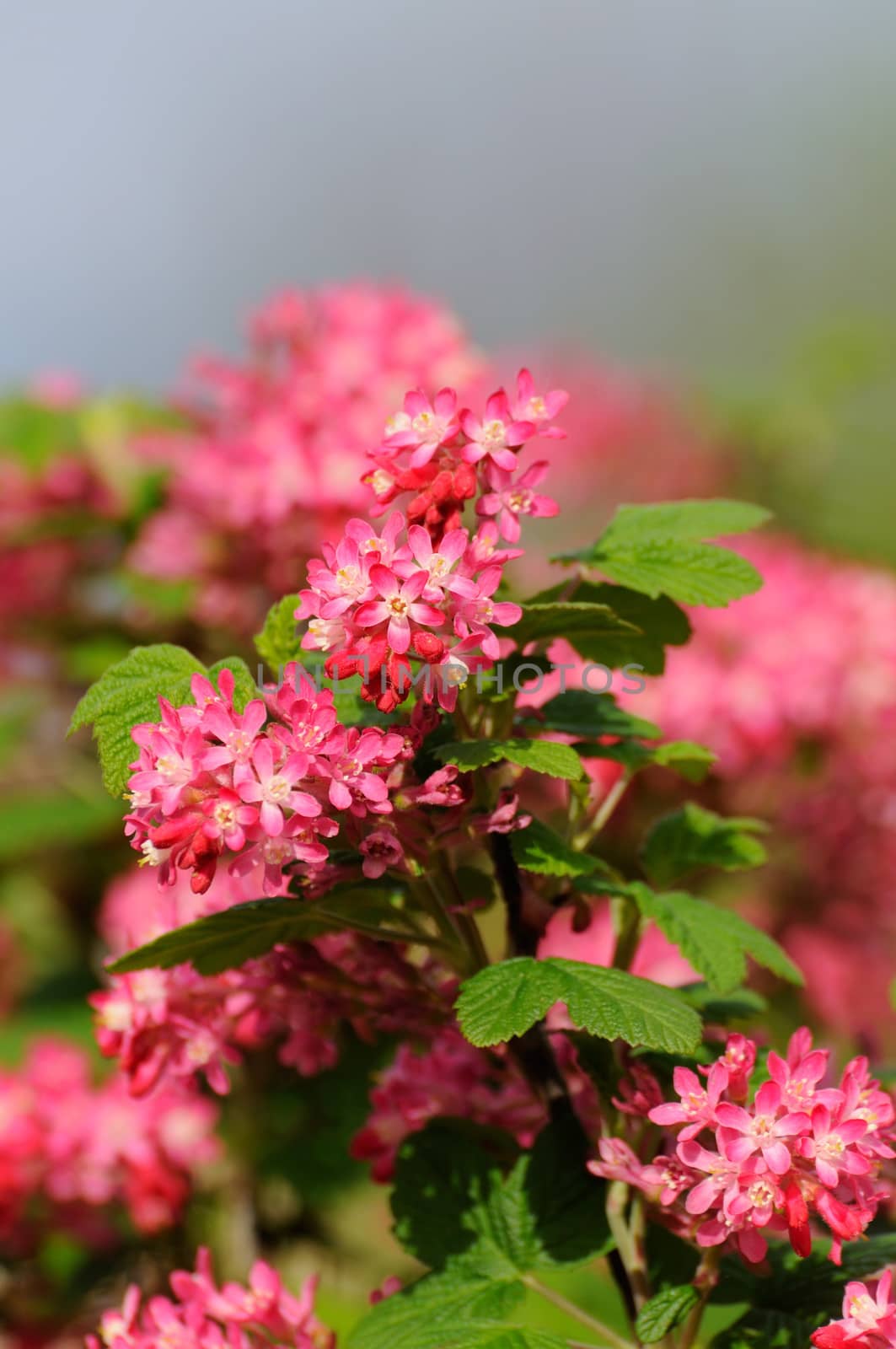 Tree branch with small pink flowers in Fulda, Hessen, Germany