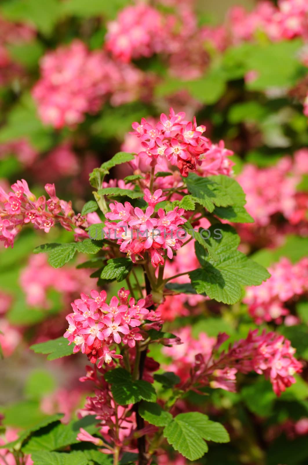 Tree branch with small pink flowers in Fulda, Hessen, Germany by Eagle2308