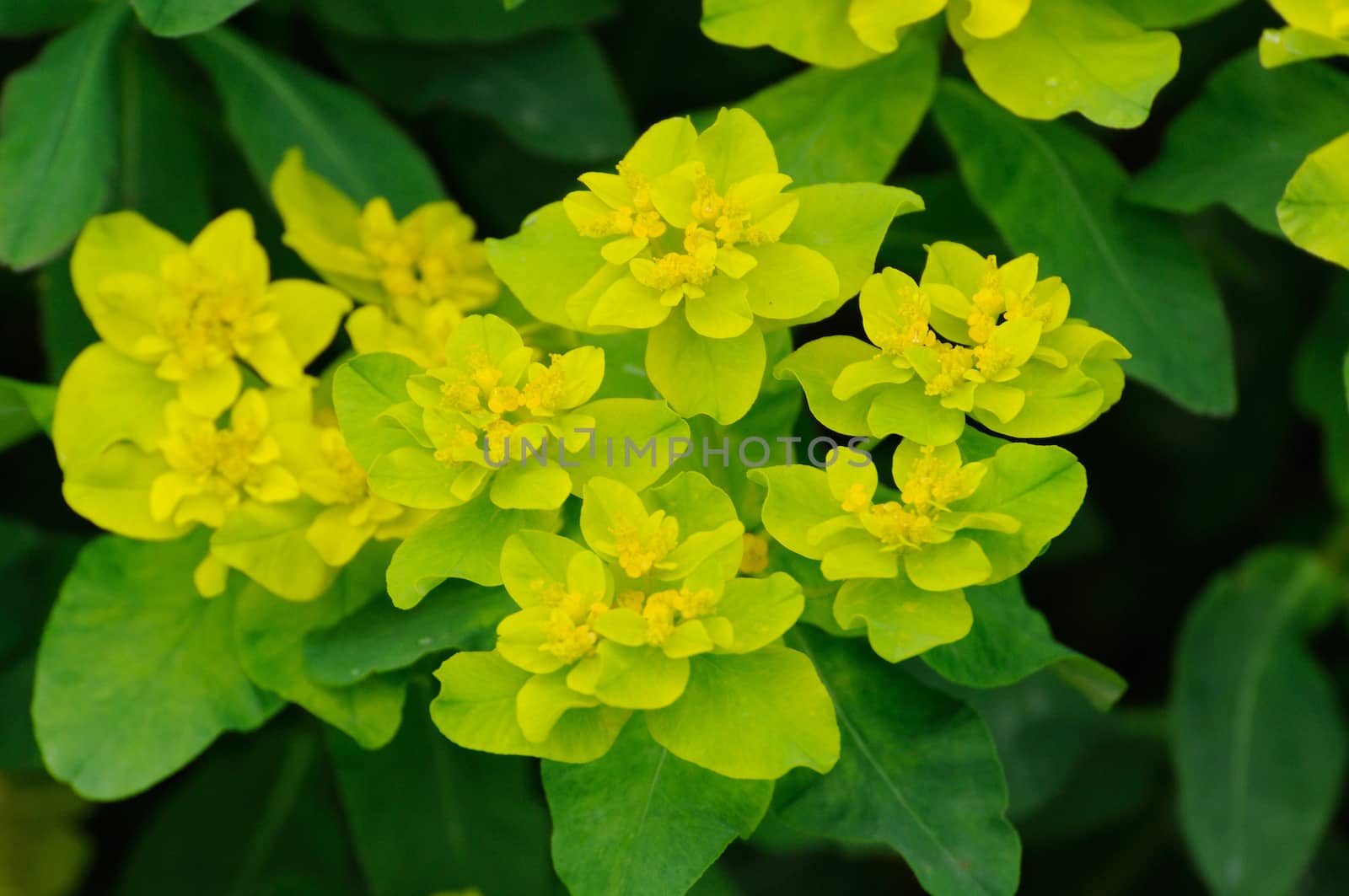 Yellow-green flowers in Fulda, Hessen, Germany