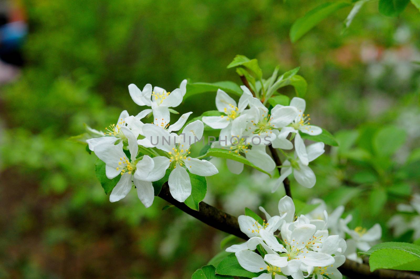 White flowers of an apple tree in Fulda, Hessen, Germany by Eagle2308