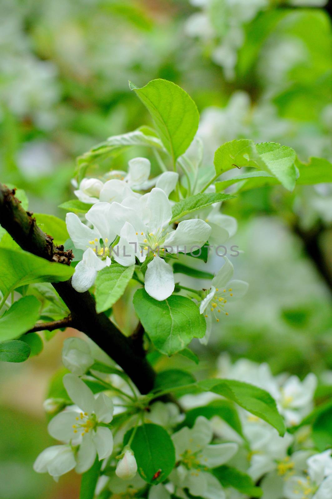 White flowers of an apple tree in Fulda, Hessen, Germany