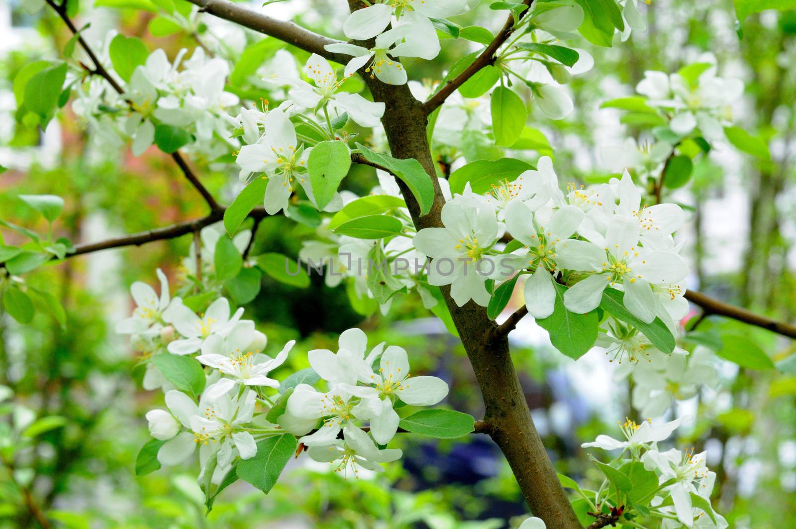 White flowers of an apple tree in Fulda, Hessen, Germany by Eagle2308