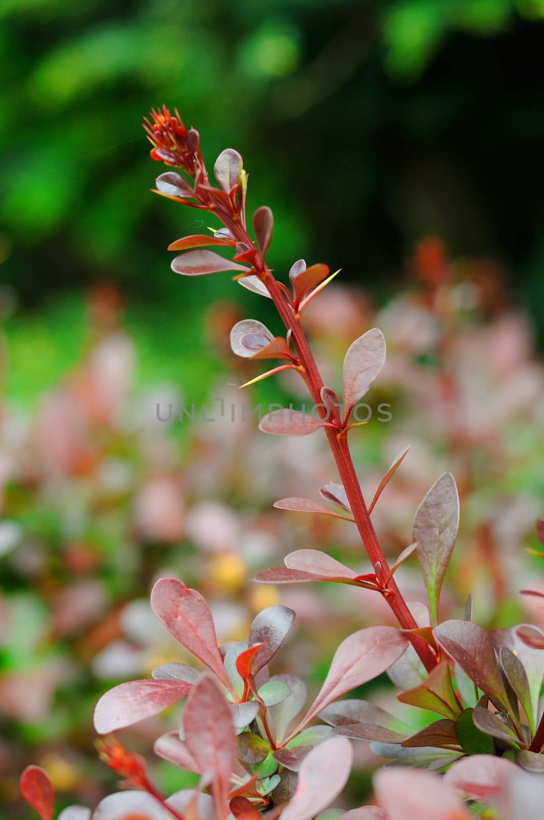 Colorful young leaves of a bush branch in Fulda, Hessen, Germany