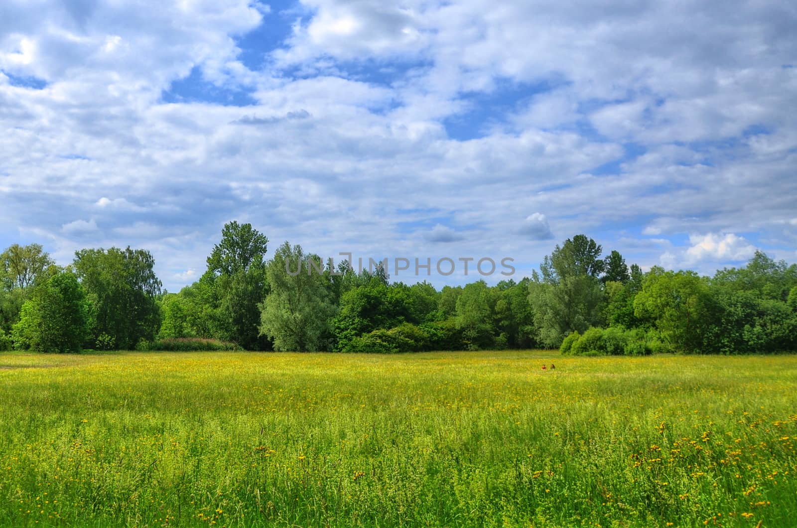 Field in Aueweiher Park  in Fulda, Hessen, Germany by Eagle2308