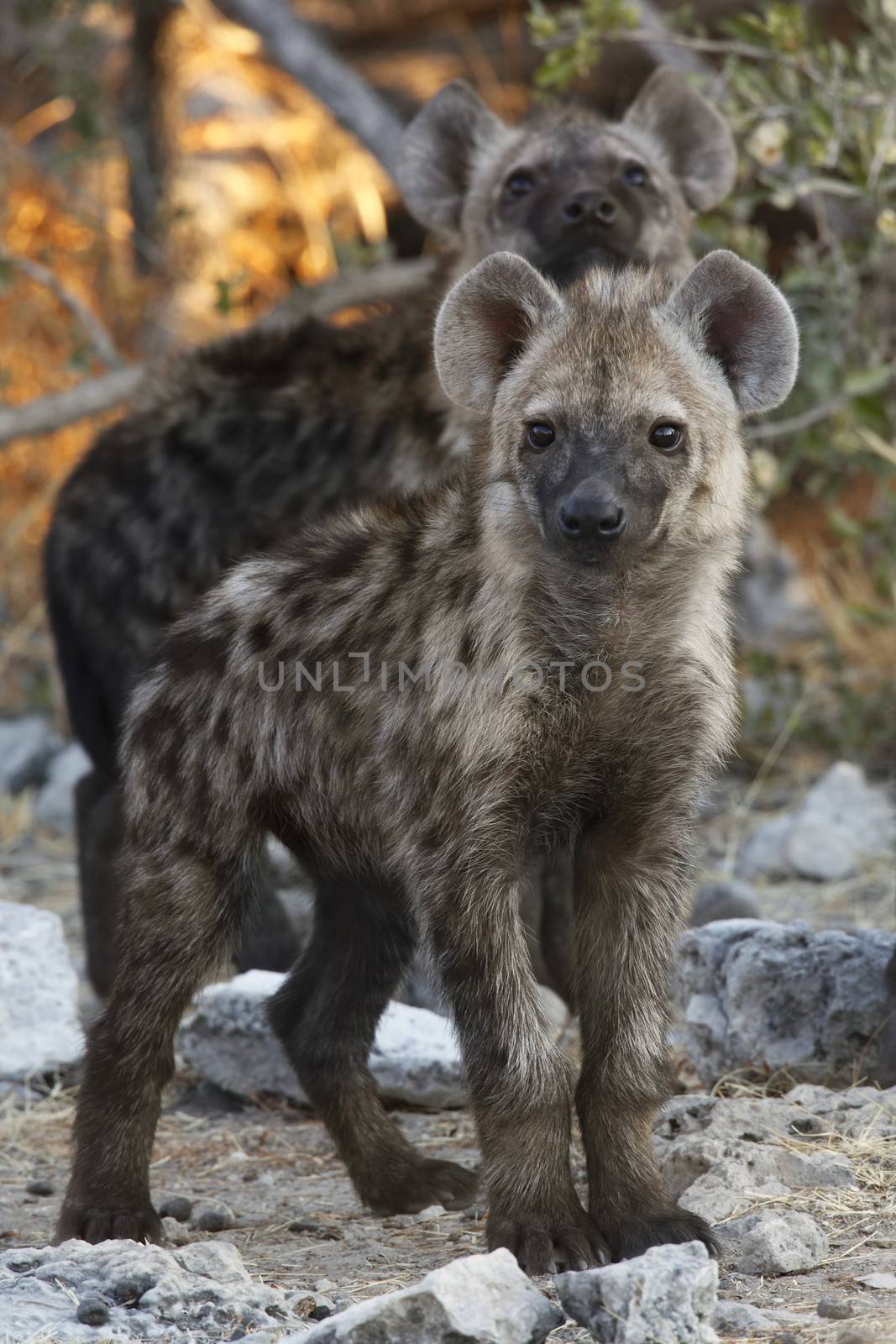Spotted Hyaena cubs (Crocuta crocuta) in Etosha National Park in Namibia