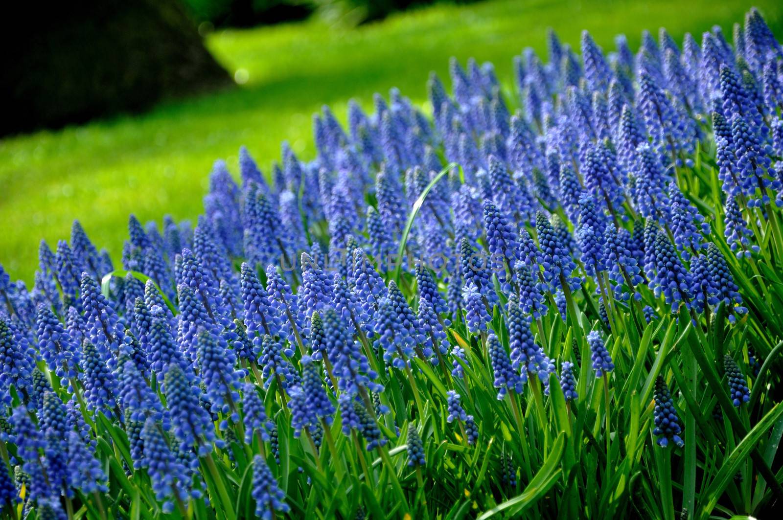 Grape Hyacinth with green grass in Keukenhof park in Holland