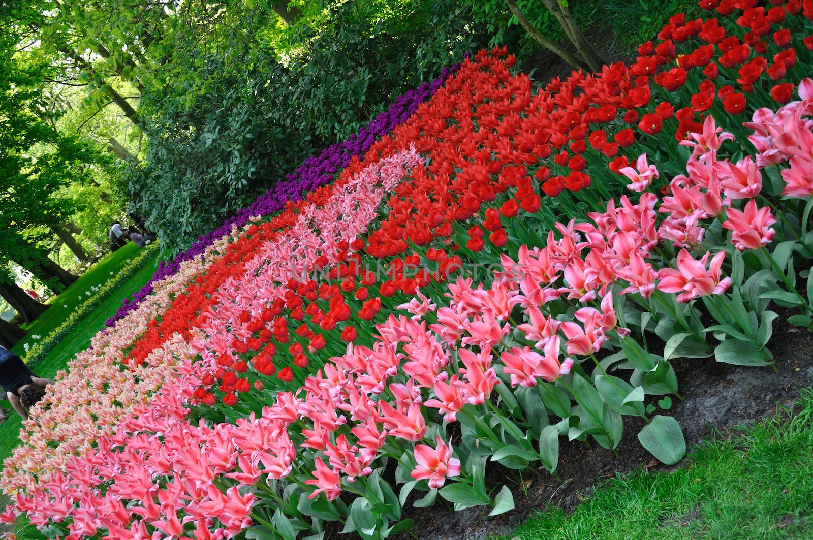 Pink, red and purple tulips in Keukenhof park in Holland