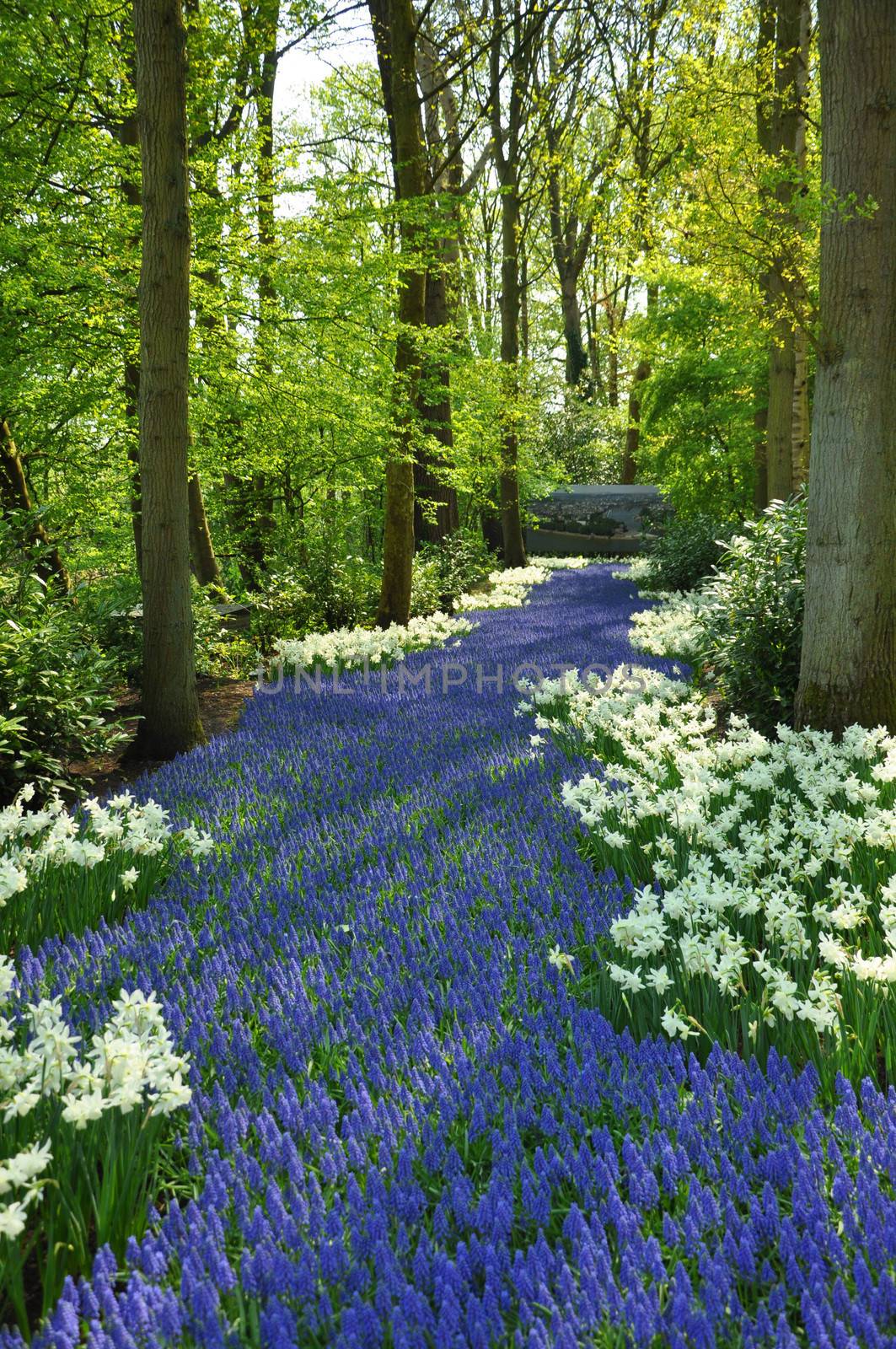 Grape Hyacinth and white daffodils in Keukenhof park in Holland by Eagle2308
