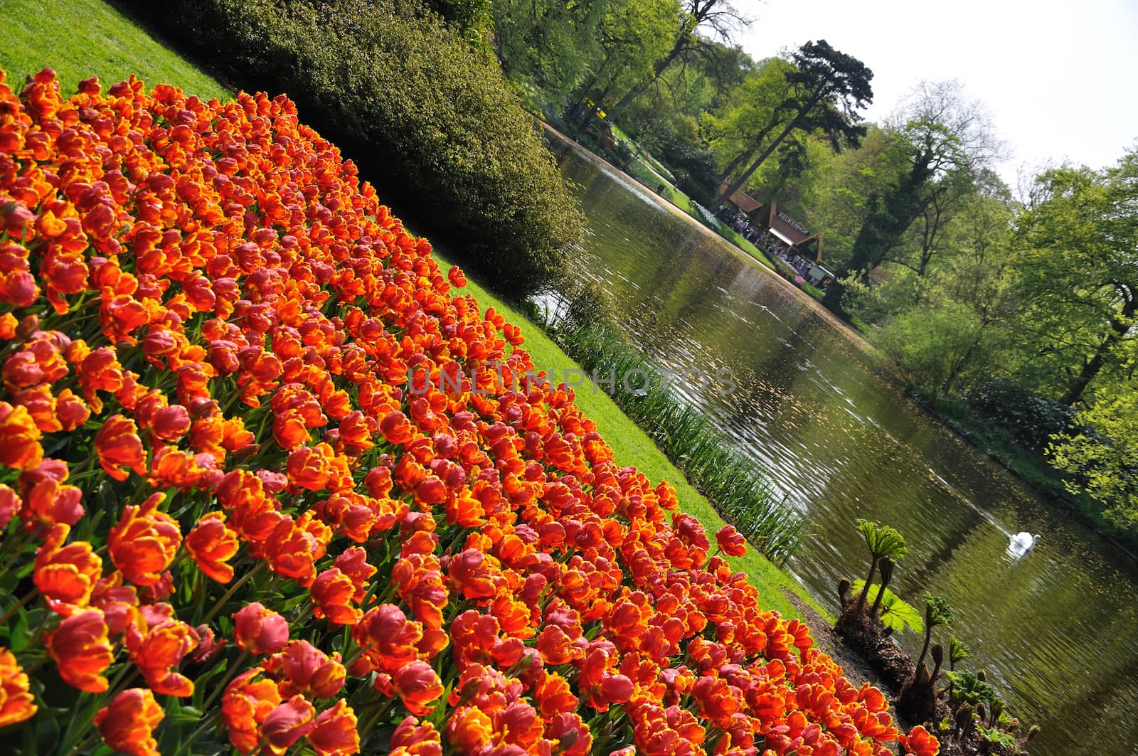 Red-yellow tulips in Keukenhof park in Holland by Eagle2308