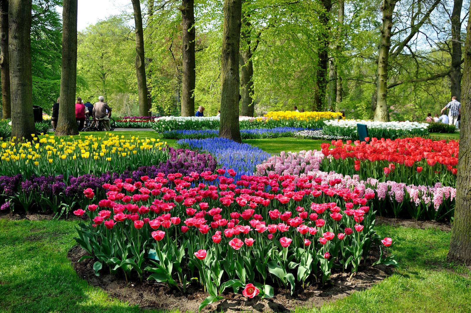 Purple, yellow, blue, pink and white tulips in Keukenhof park in by Eagle2308