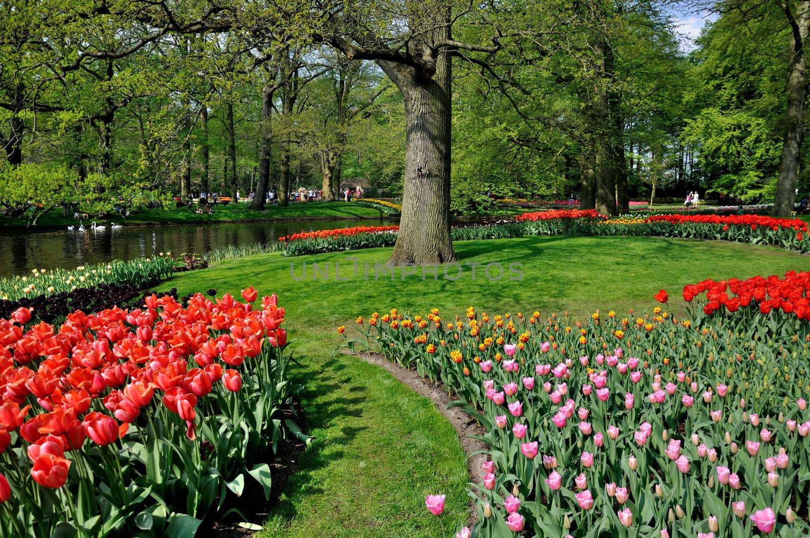 Red, pink, yellow tulips in Keukenhof park in Holland