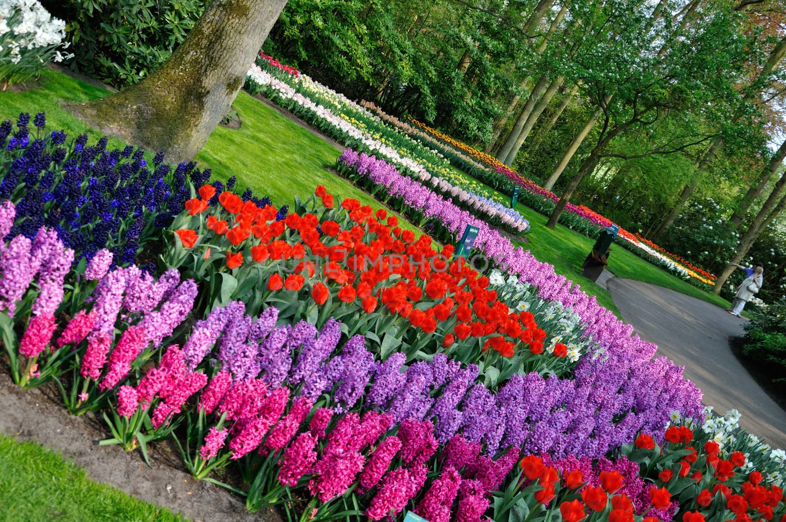 Pink, purple, red, violet, blue, white and yellow tulips in Keukenhof park in Holland