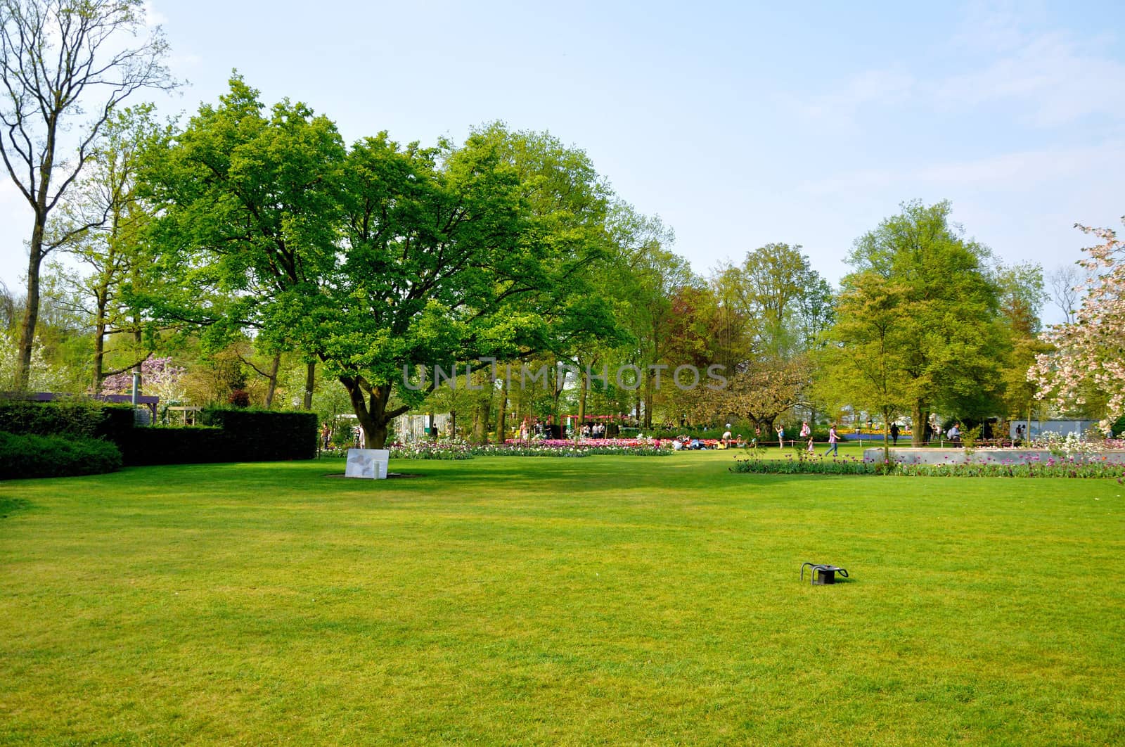 Green field with a tree in Keukenhof park in Holland by Eagle2308