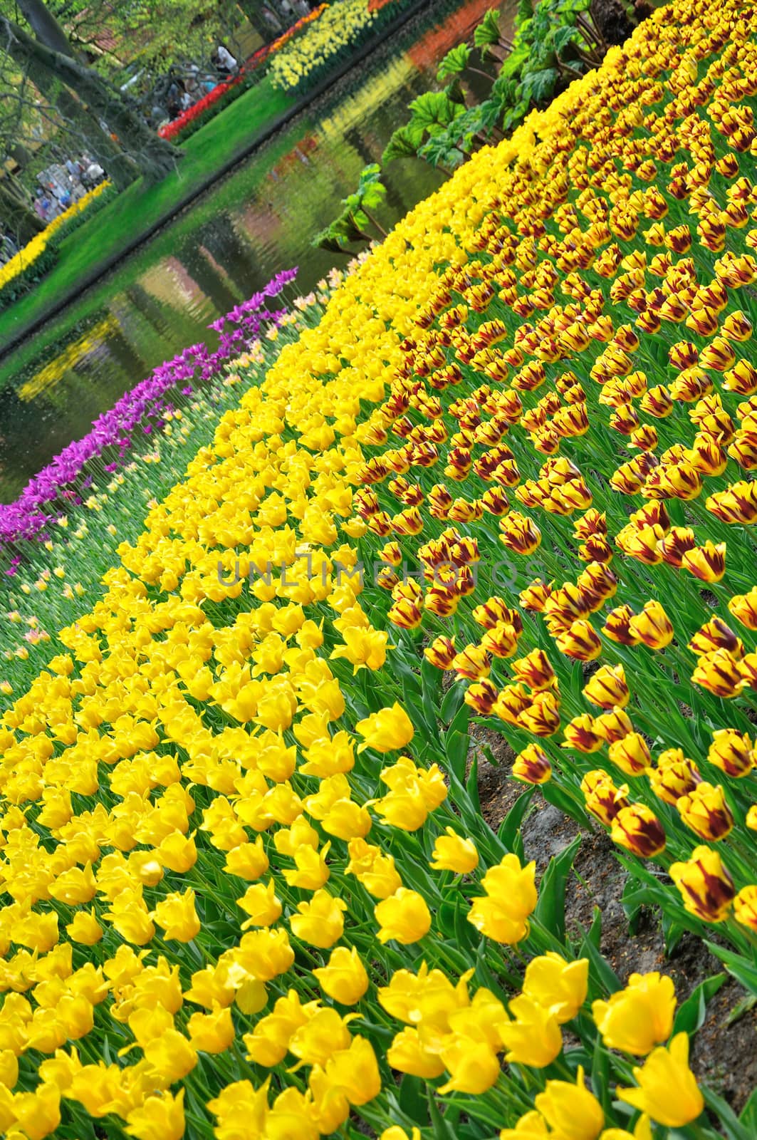 Yellow and purple tulips in Keukenhof park in Holland